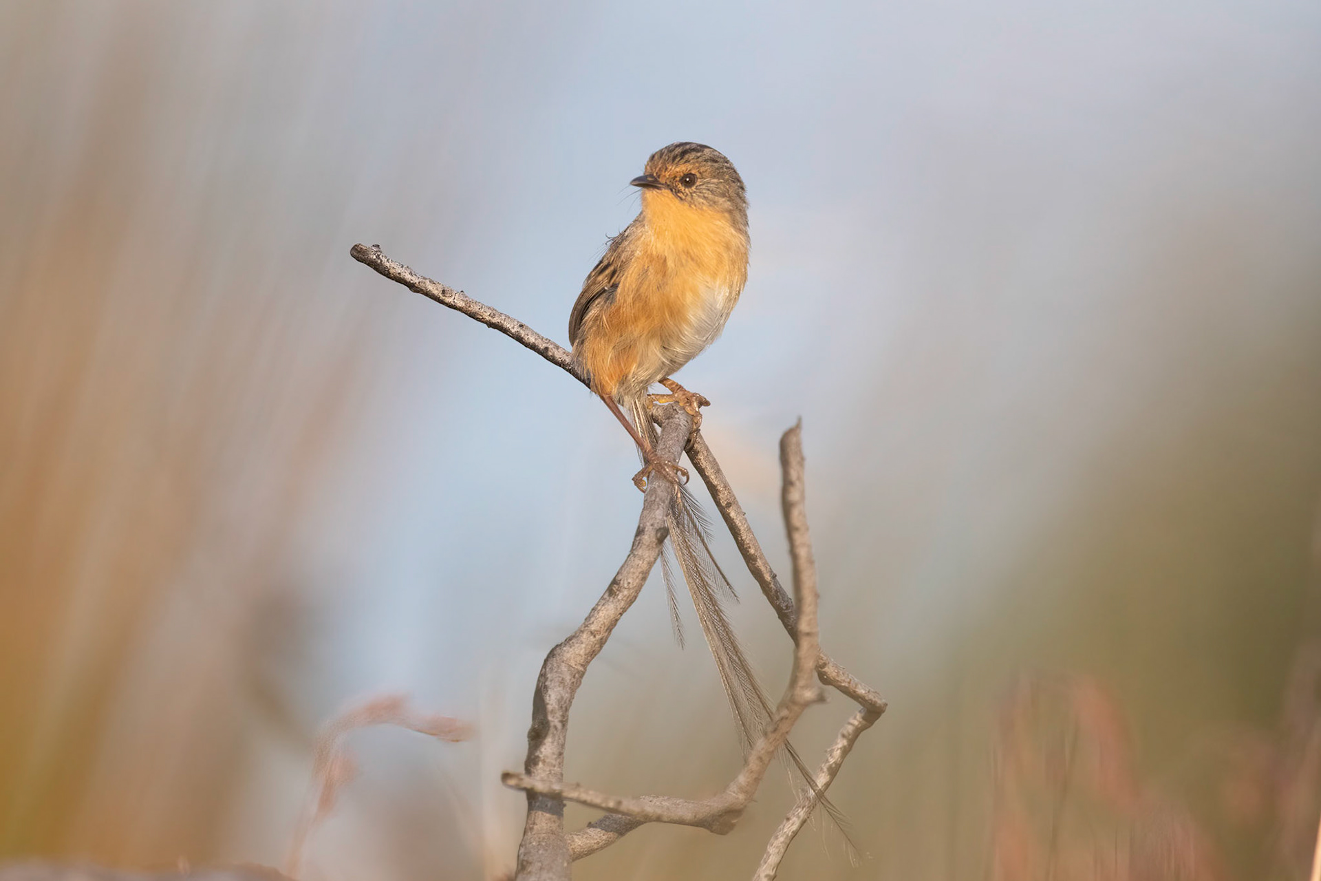 Southern Emu Wren (Female)