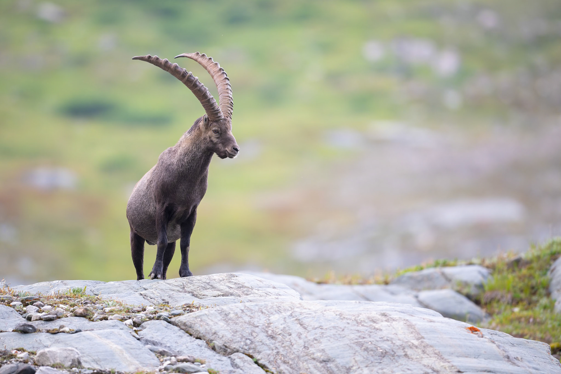 Alpine Ibex male