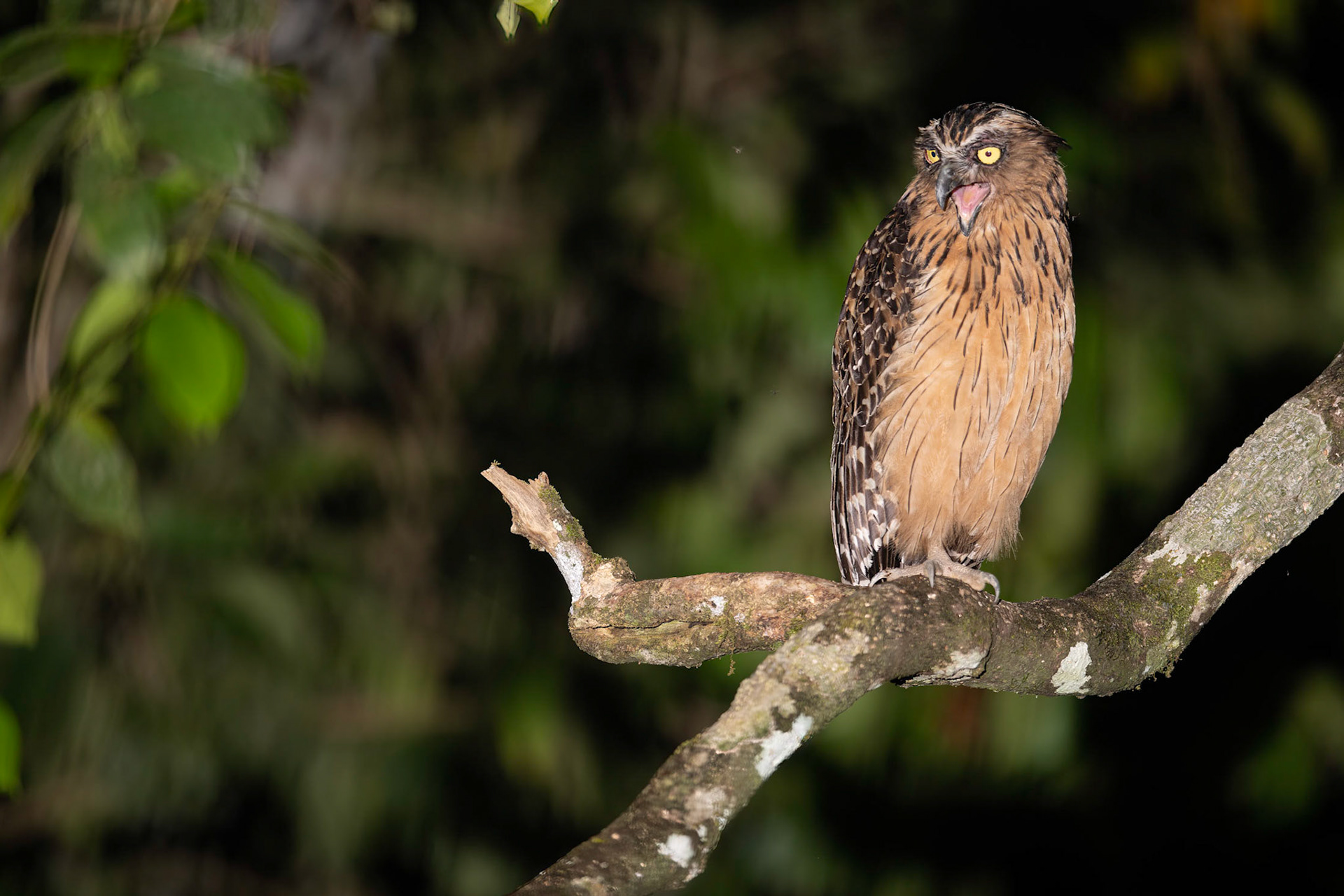 Buffy Fish Owl