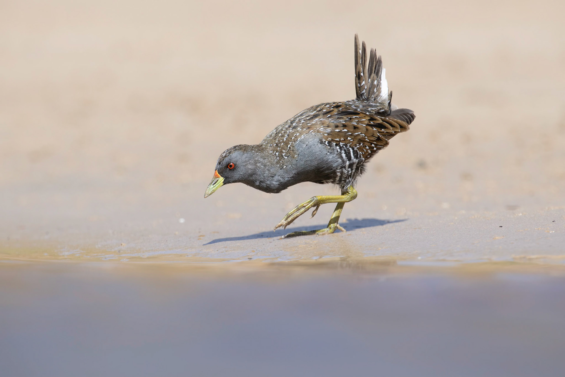 Australian Spotted Crake