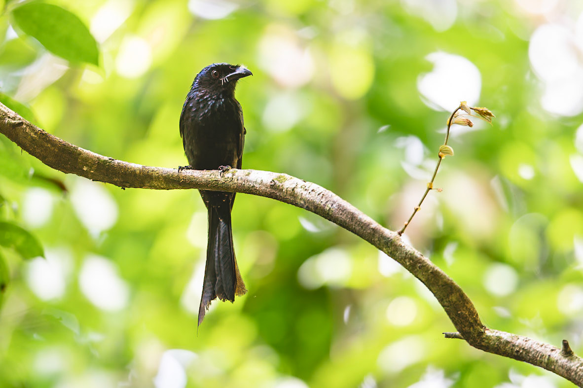Greater Raquet-tailed Drongo