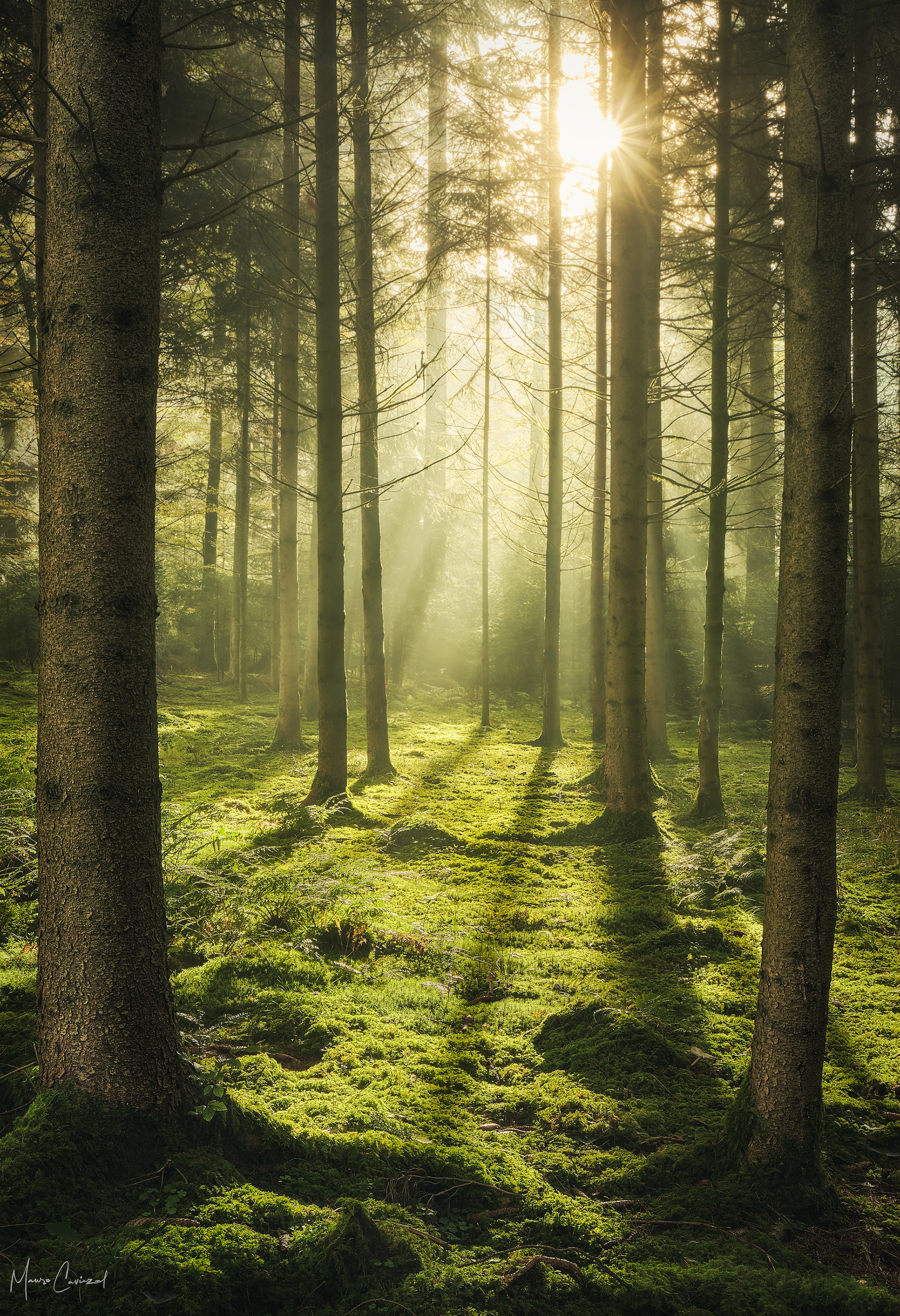 Hardwald, Wallisellen