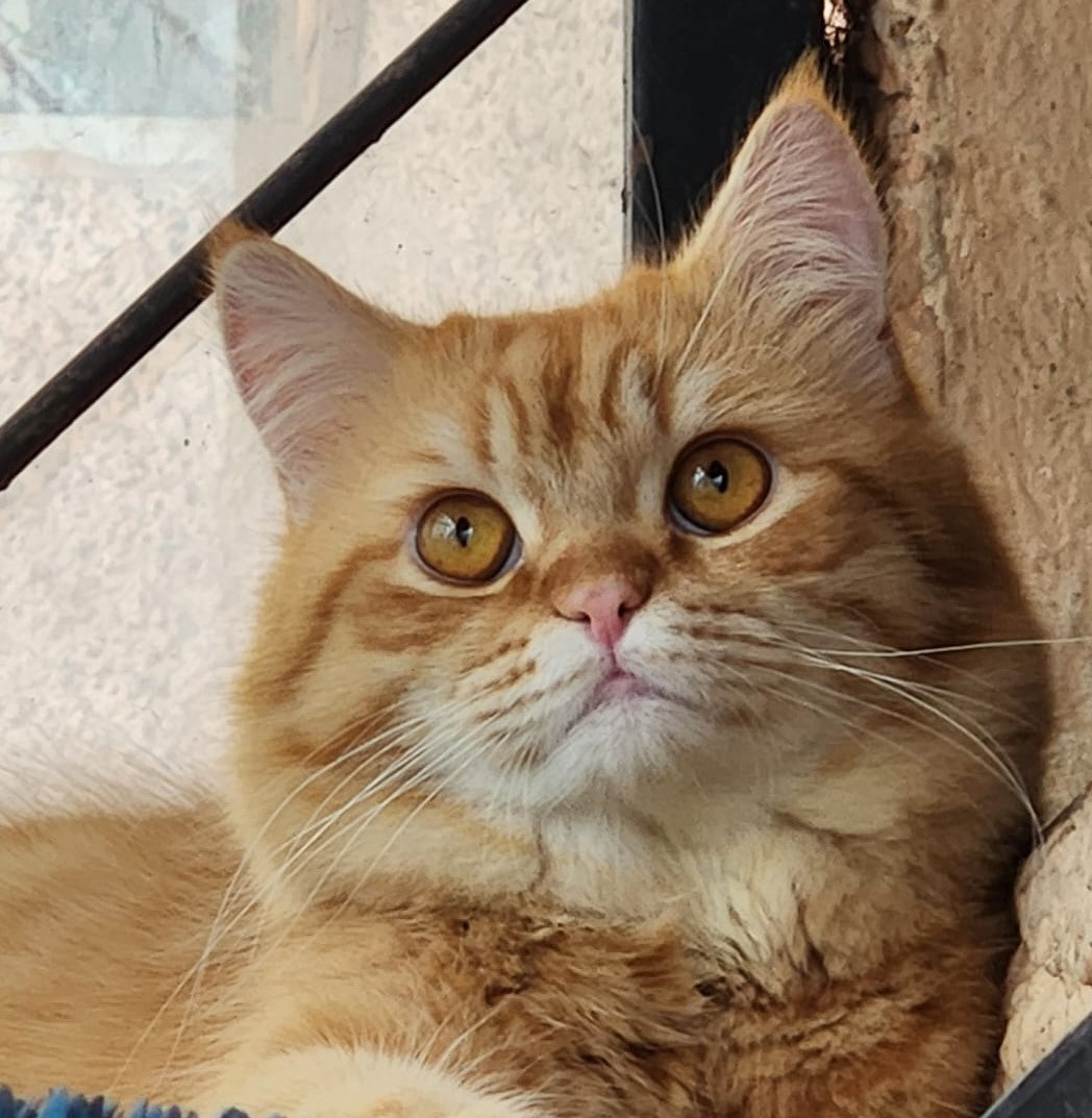 Mischa - PhD in CAT (Humanology)