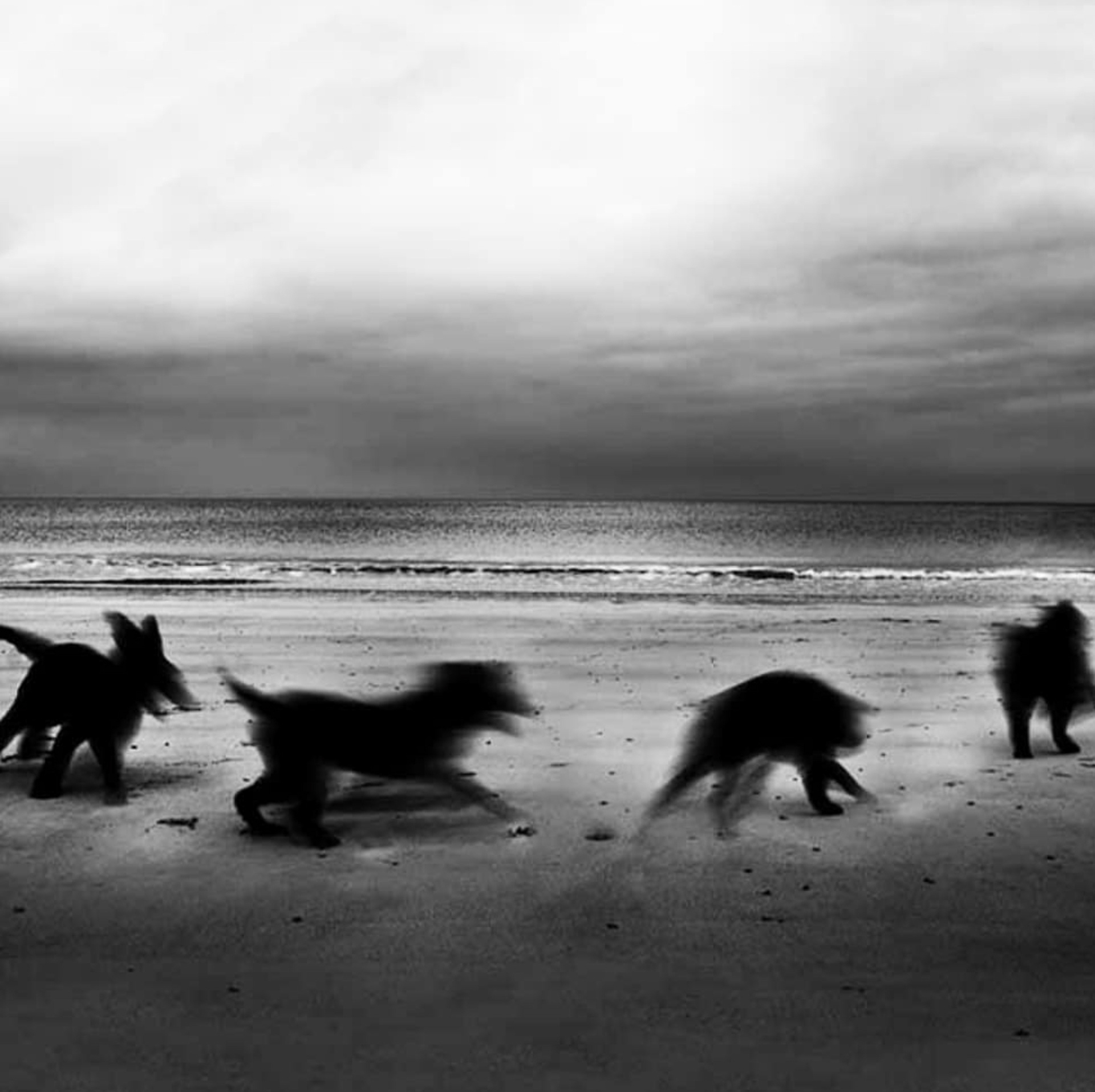 The Rise of the Ghost Dog