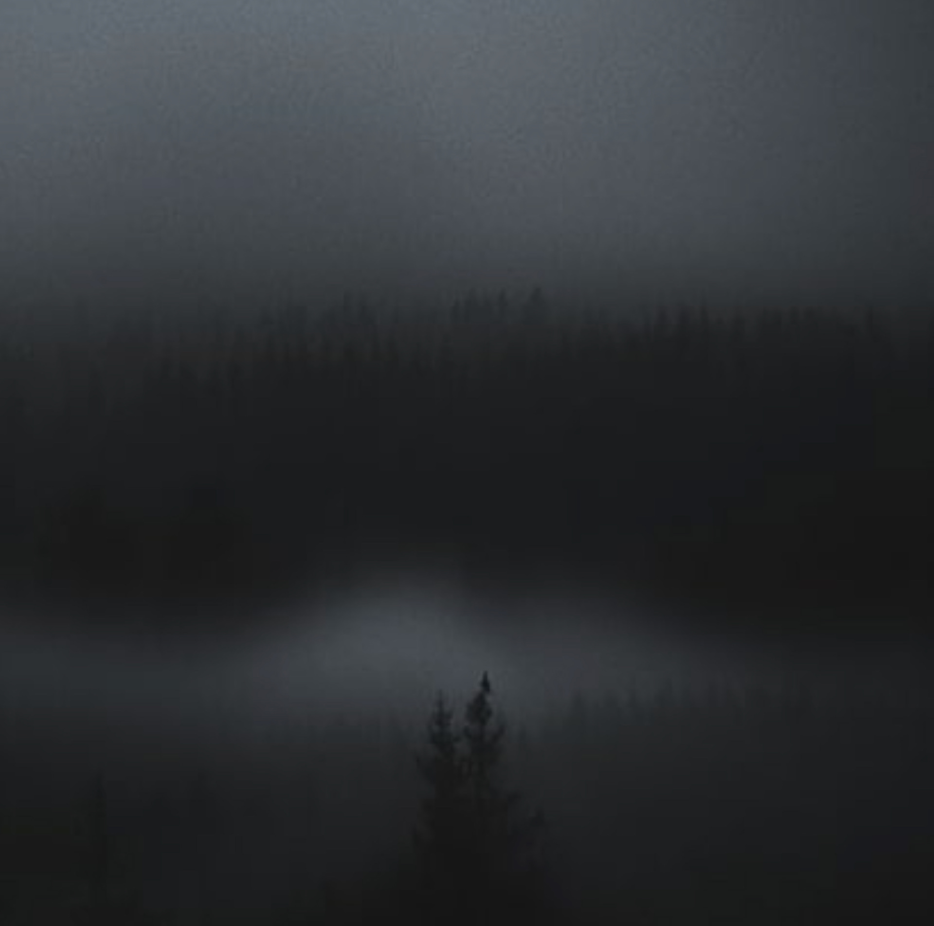 Song From the Forest