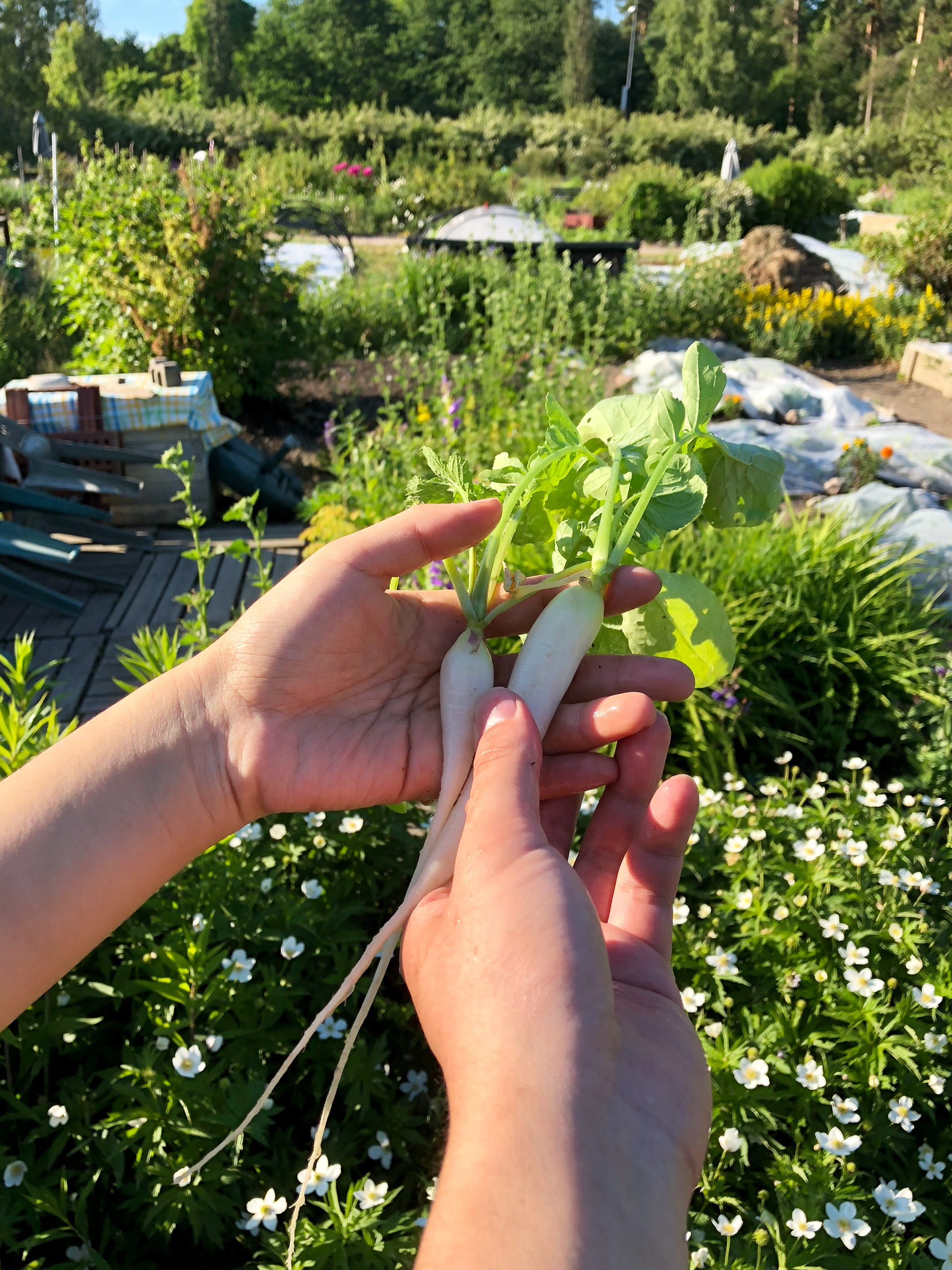 Peer learning in the community garden.