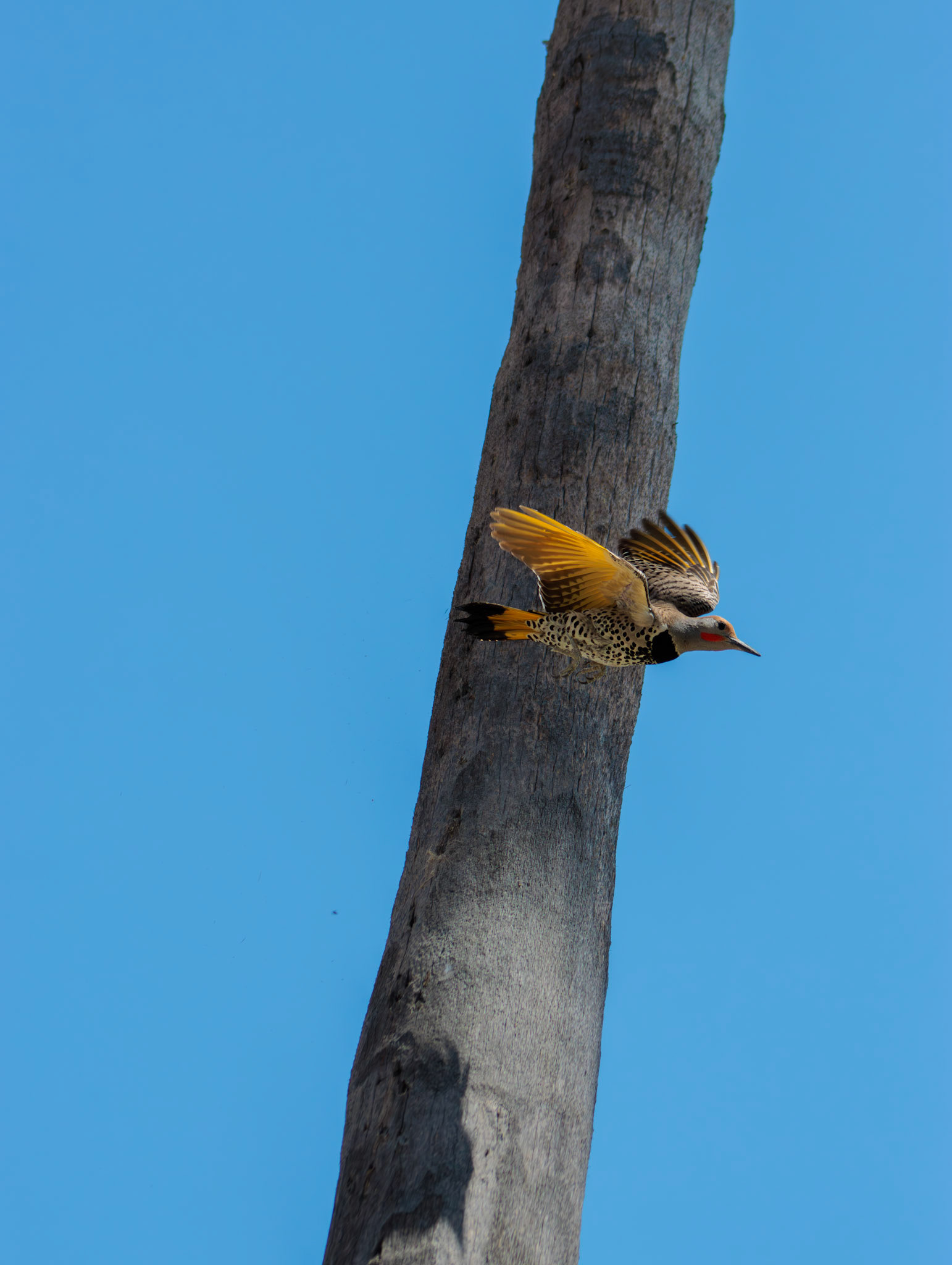 Pajaro carpintero en picada