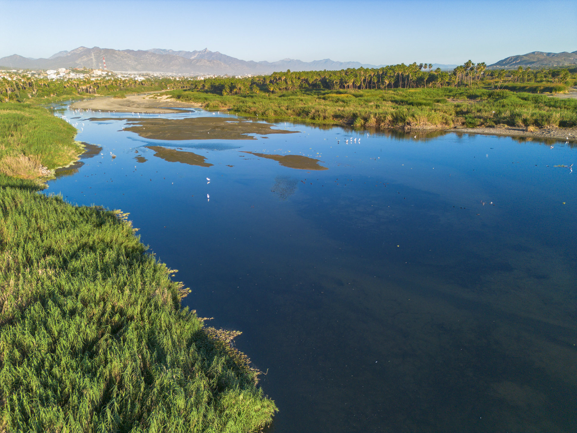 Estero san jose del cabo, diciembre 2024