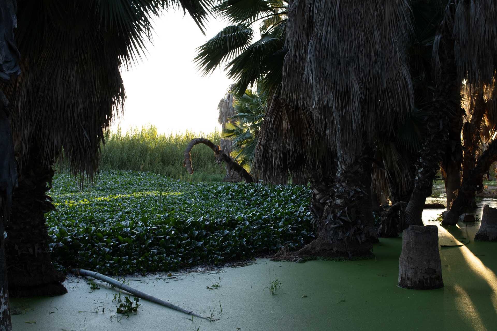 Estero Noviembre 2024