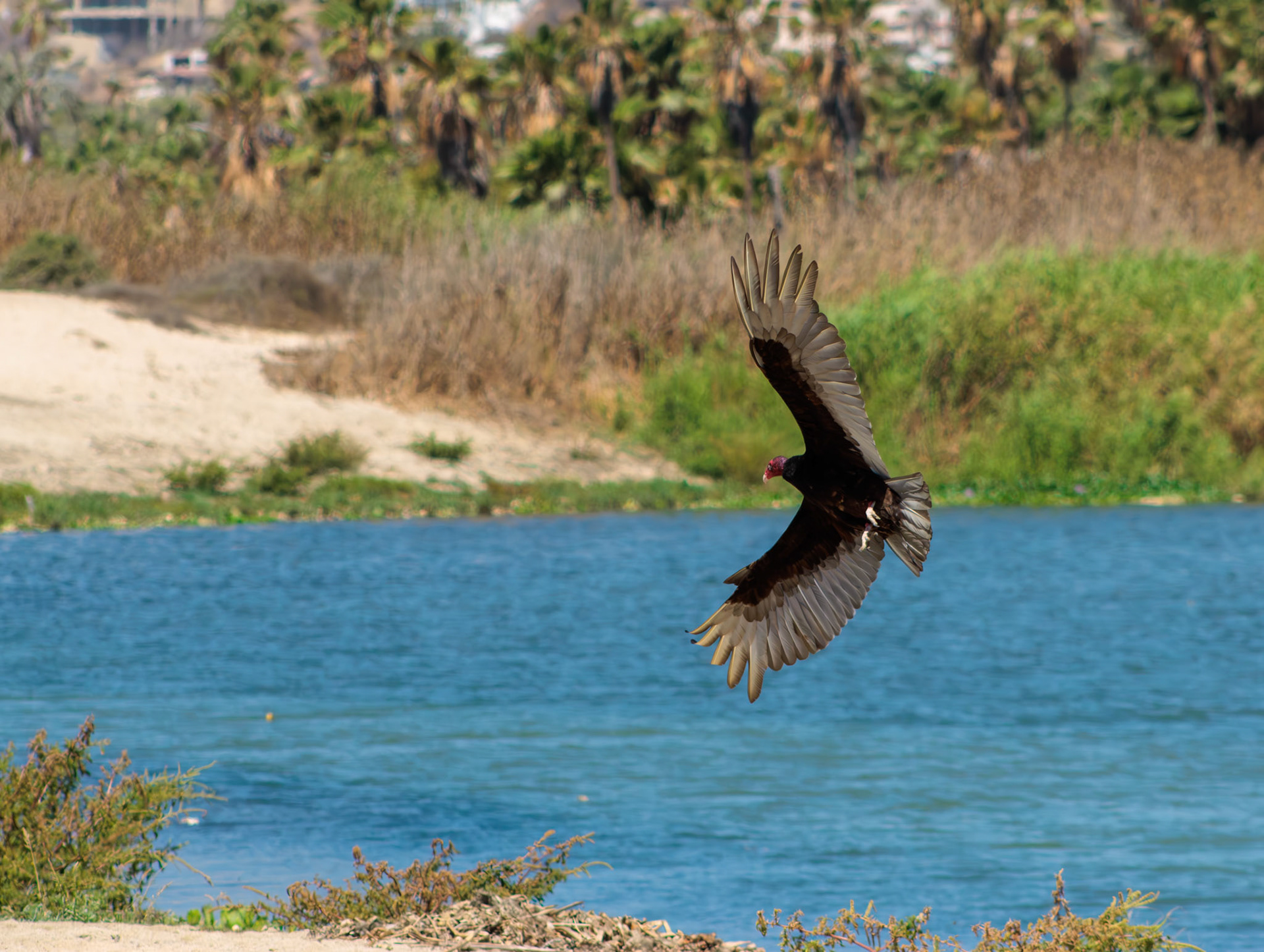 Zopilote levantando el vuelo