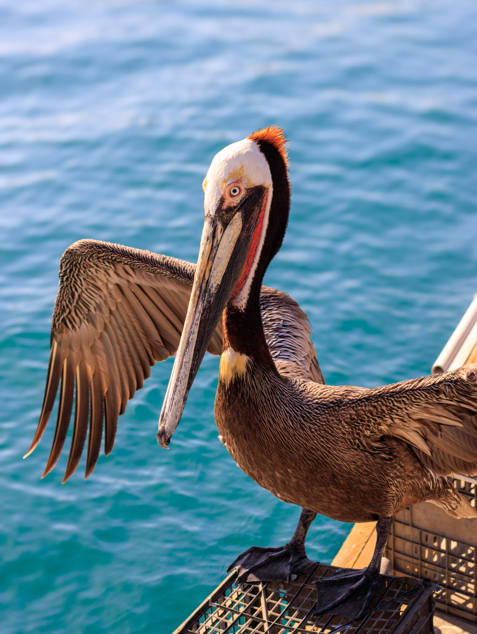 Pelicano en la marina