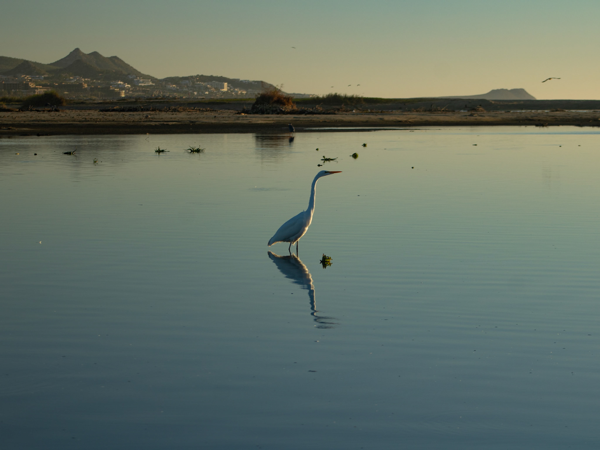 Garza blanca, estero diciembre 2025