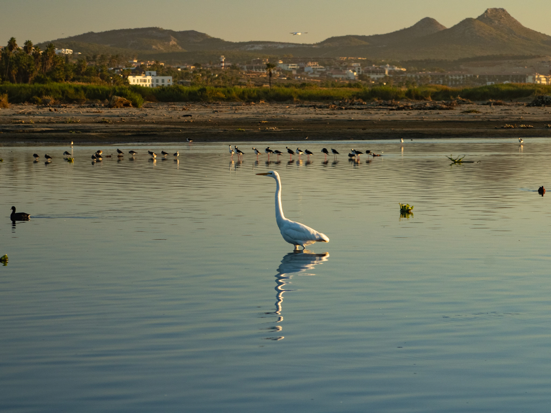 Garza Blanca, estero Diciembre 2025