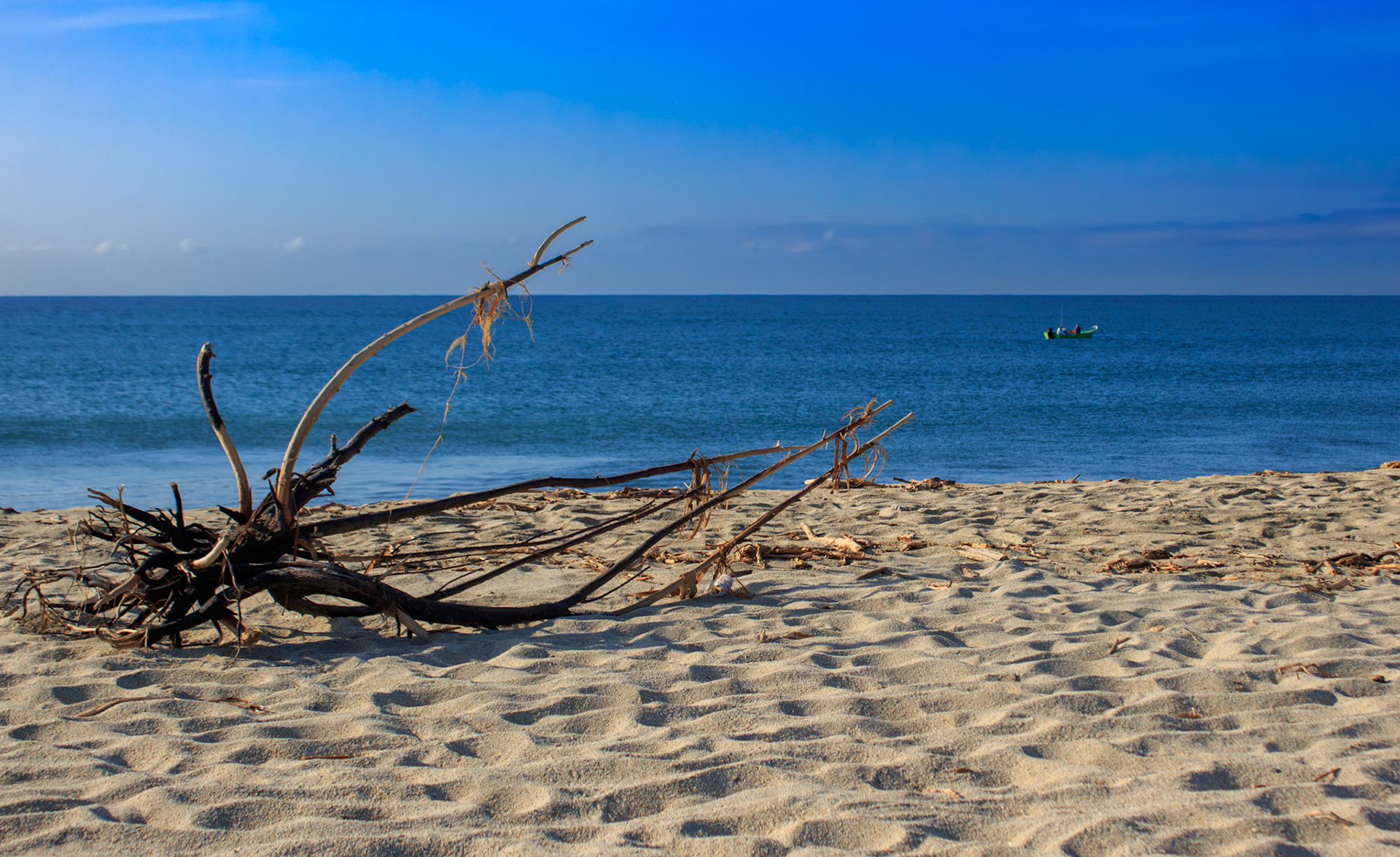 Driftwood on beach