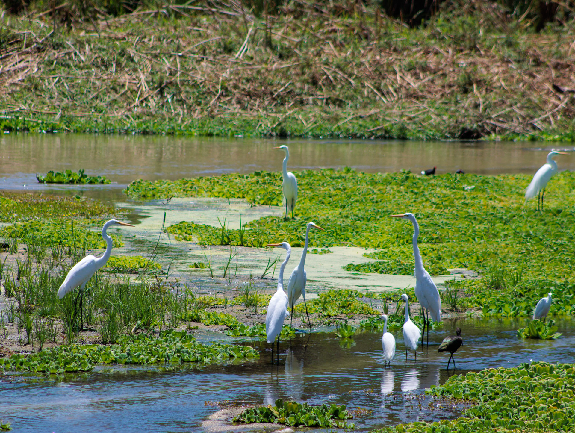 Garzas blancas, estero san jose del cabo, mayo 2025