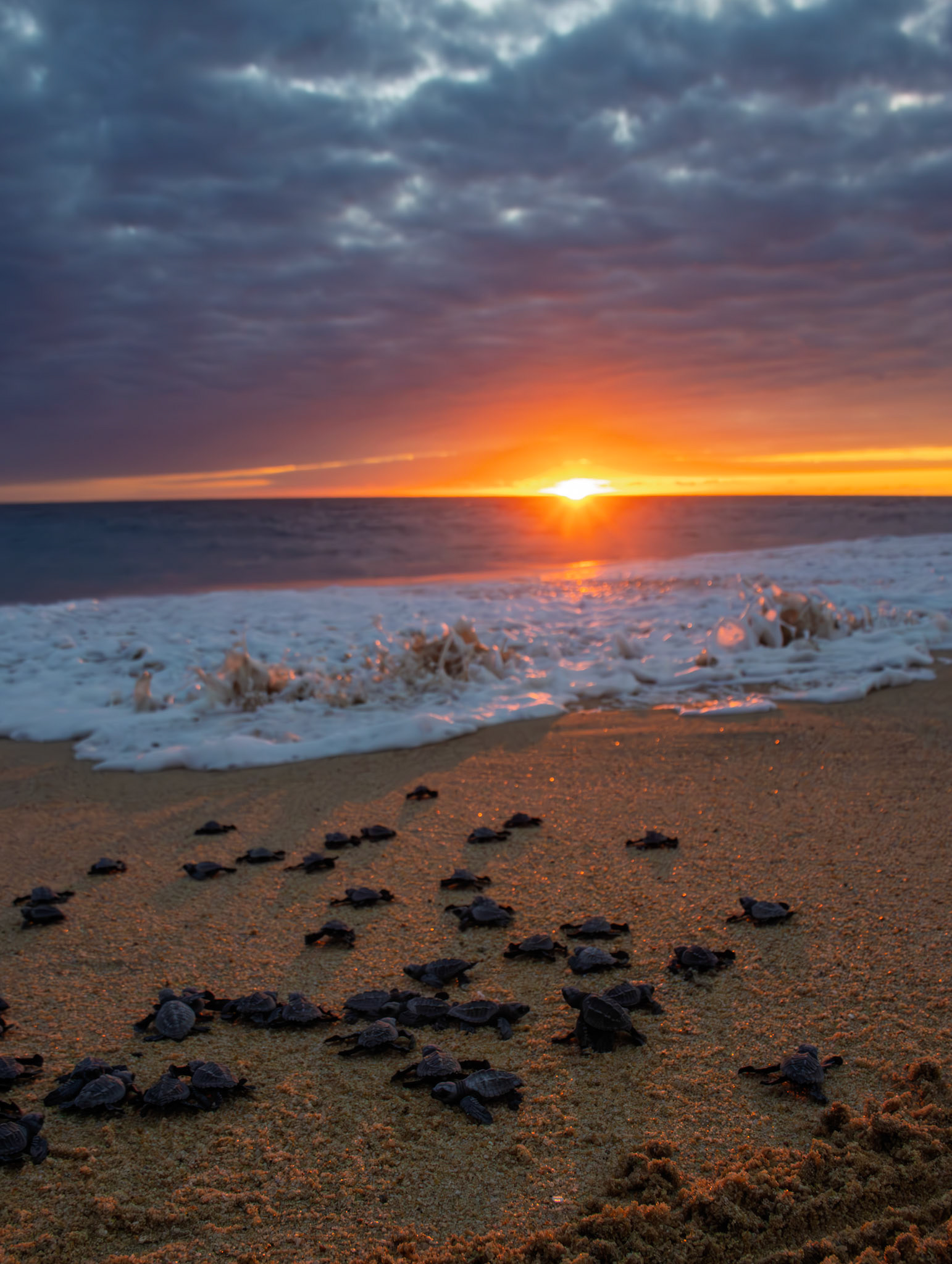 Crias de tortuga golfina