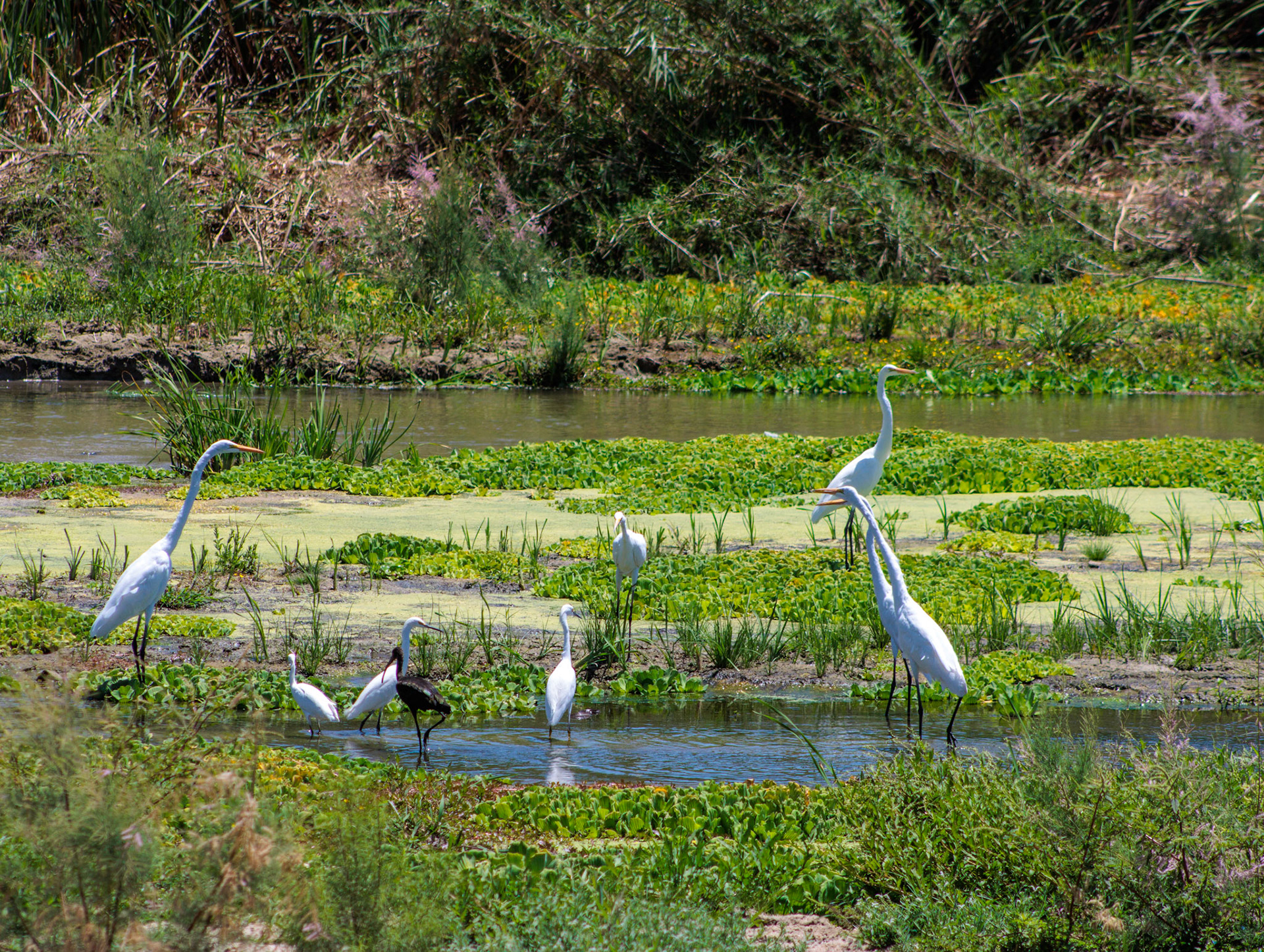 Garzas blancas, estero san jose del cabo, mayo 2025