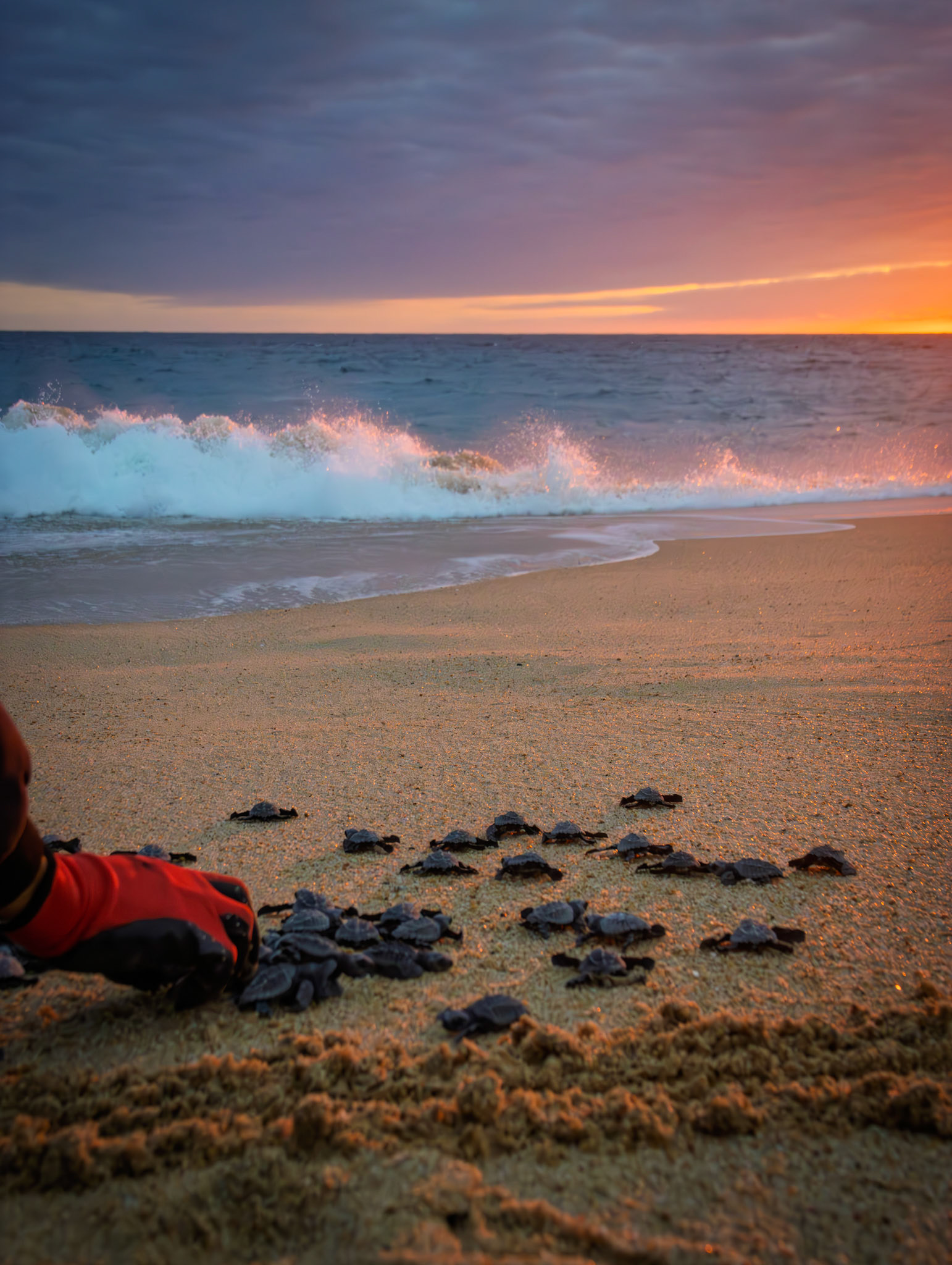 Crias de tortuga golfina liberadas