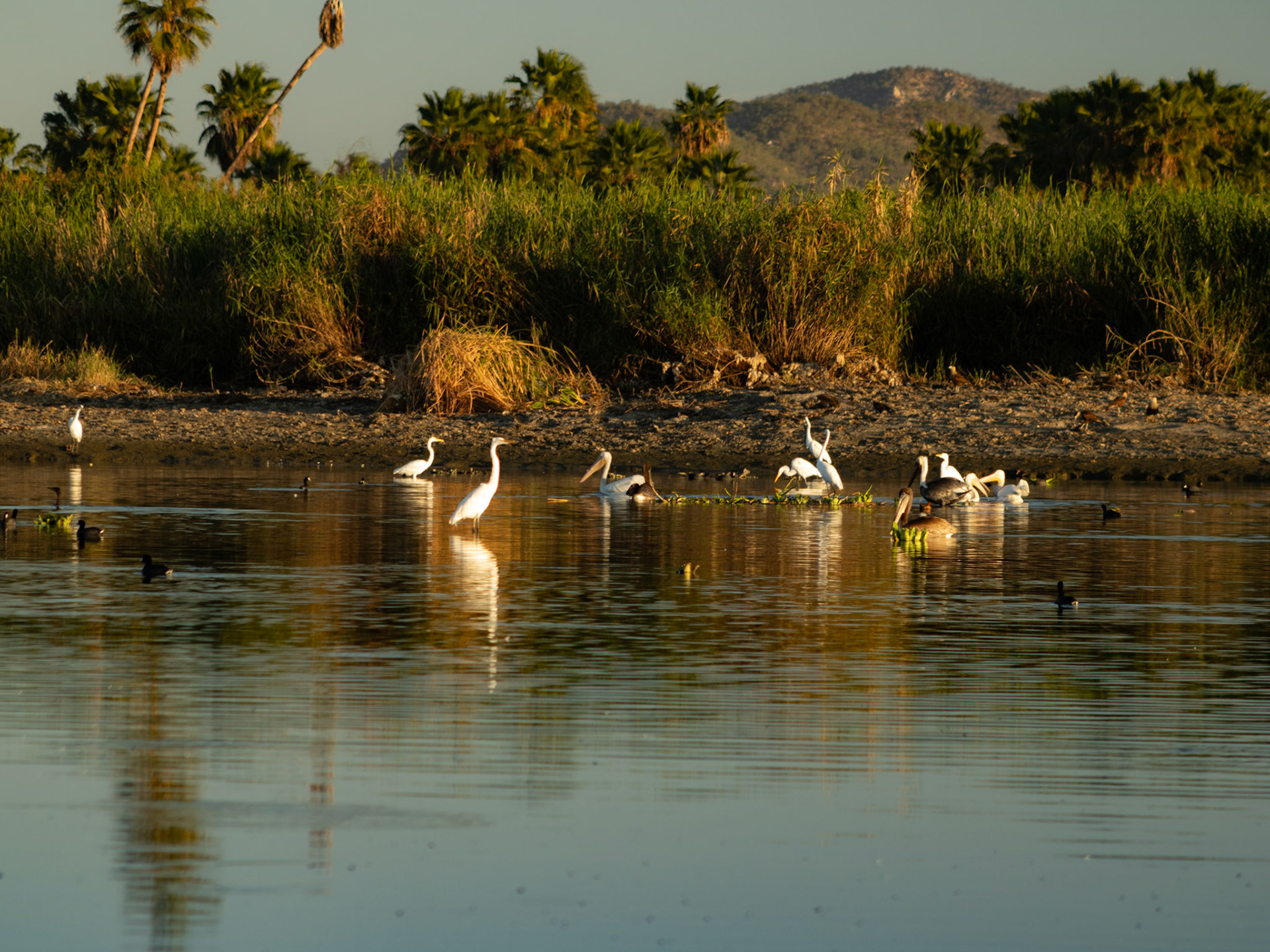 Temporada de anidacion, estero diciembre 2024