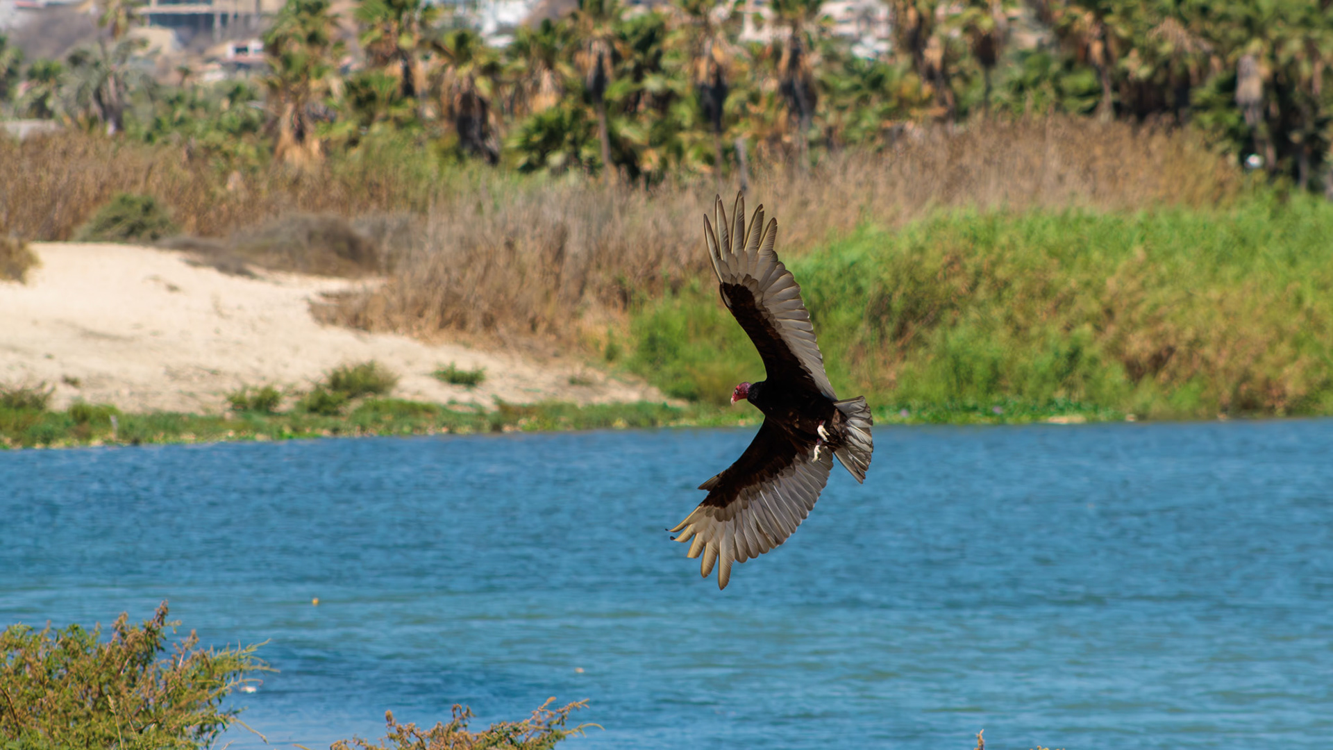 Zopilote levantando el vuelo