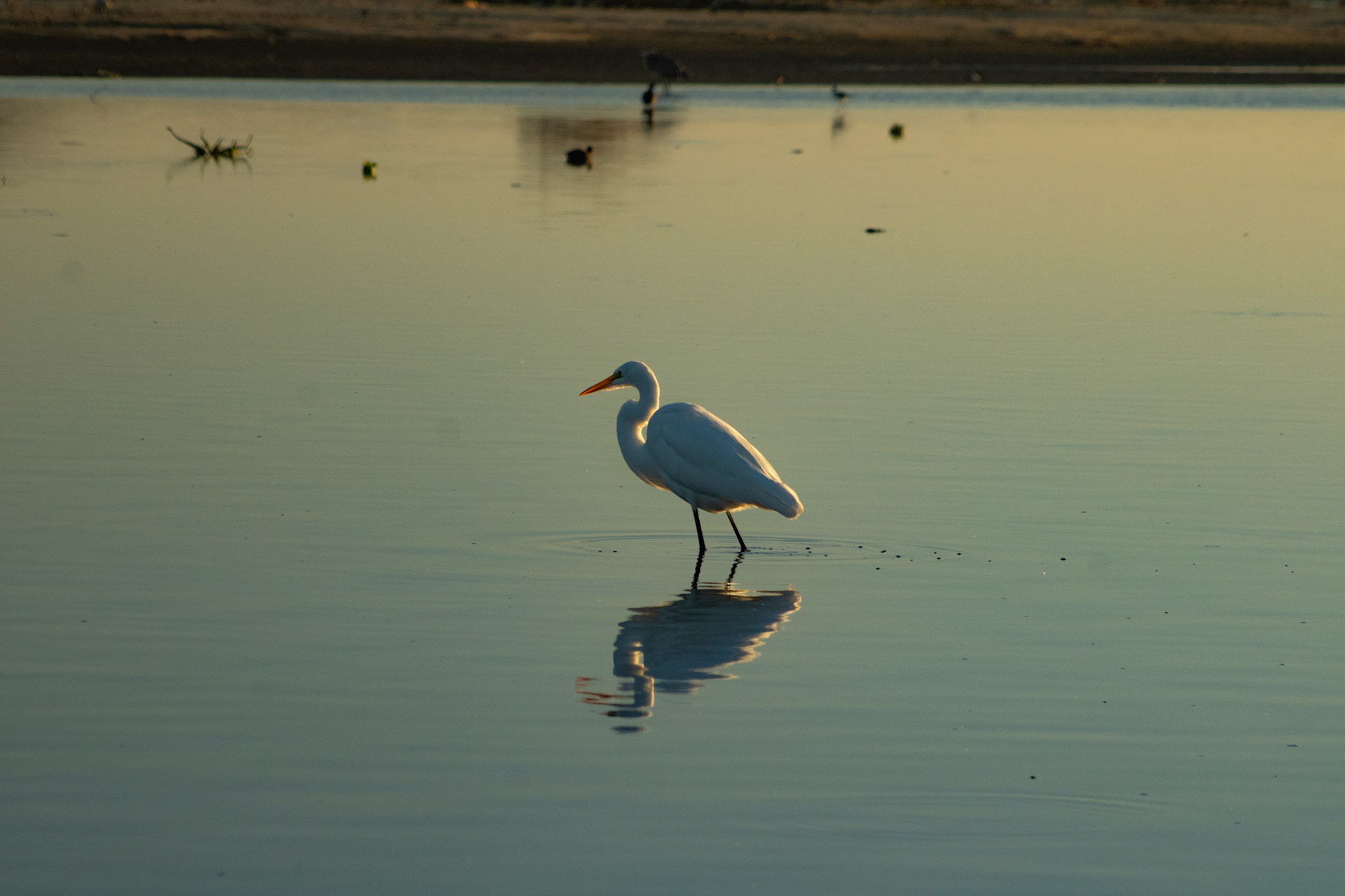 Garza blanca, estero diciembre 2025
