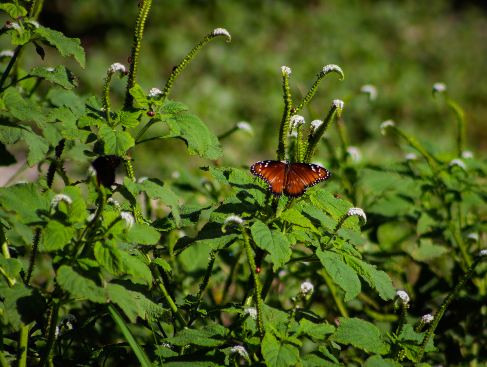 Mariposa Monarca
