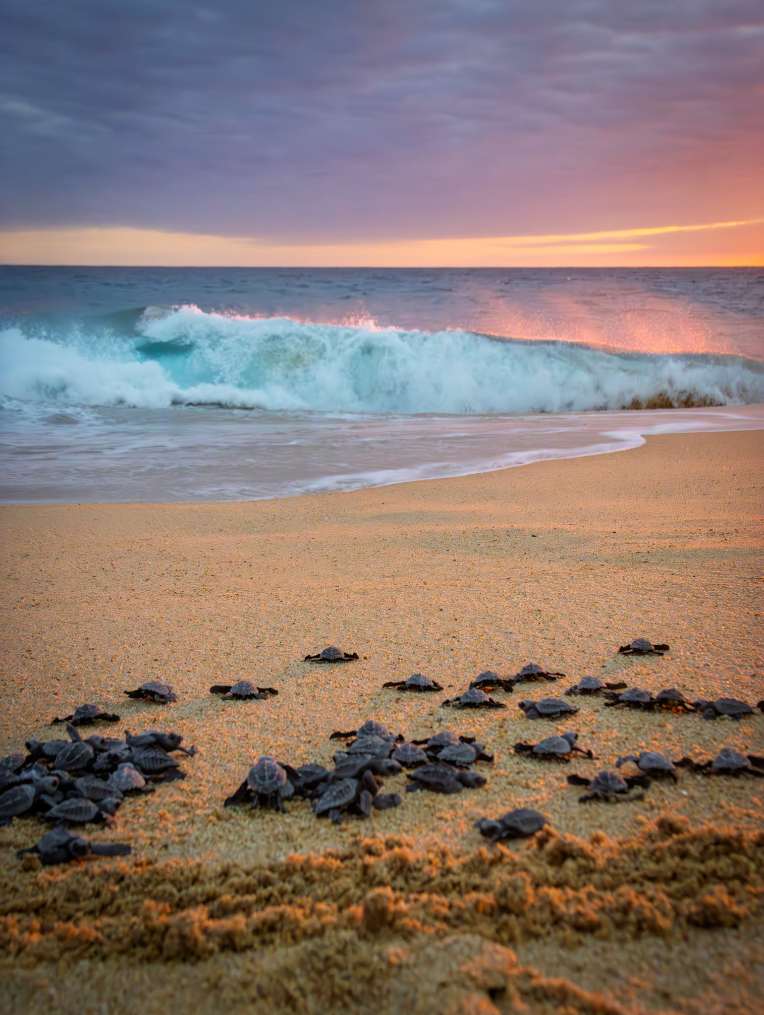 Crias de tortuga golfina