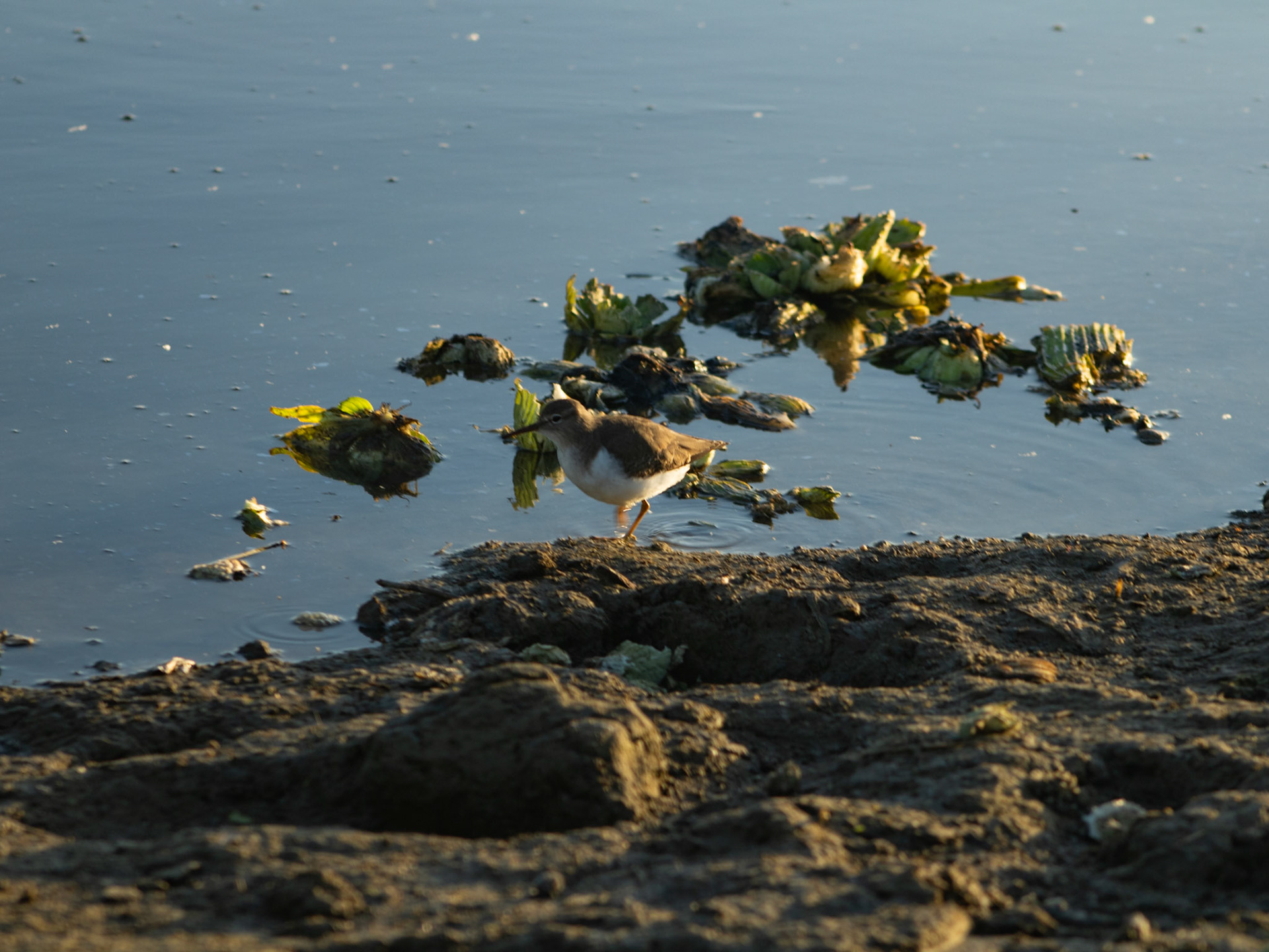 Gallito marino, estero diciembre 2025