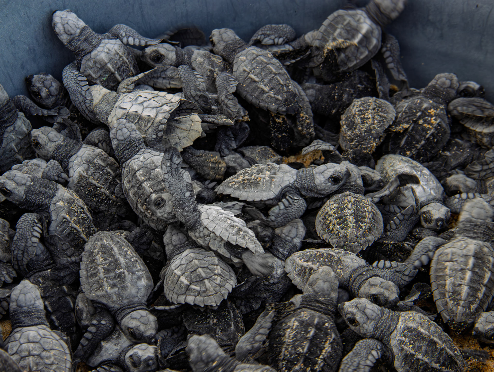 Crias de tortuga golfina