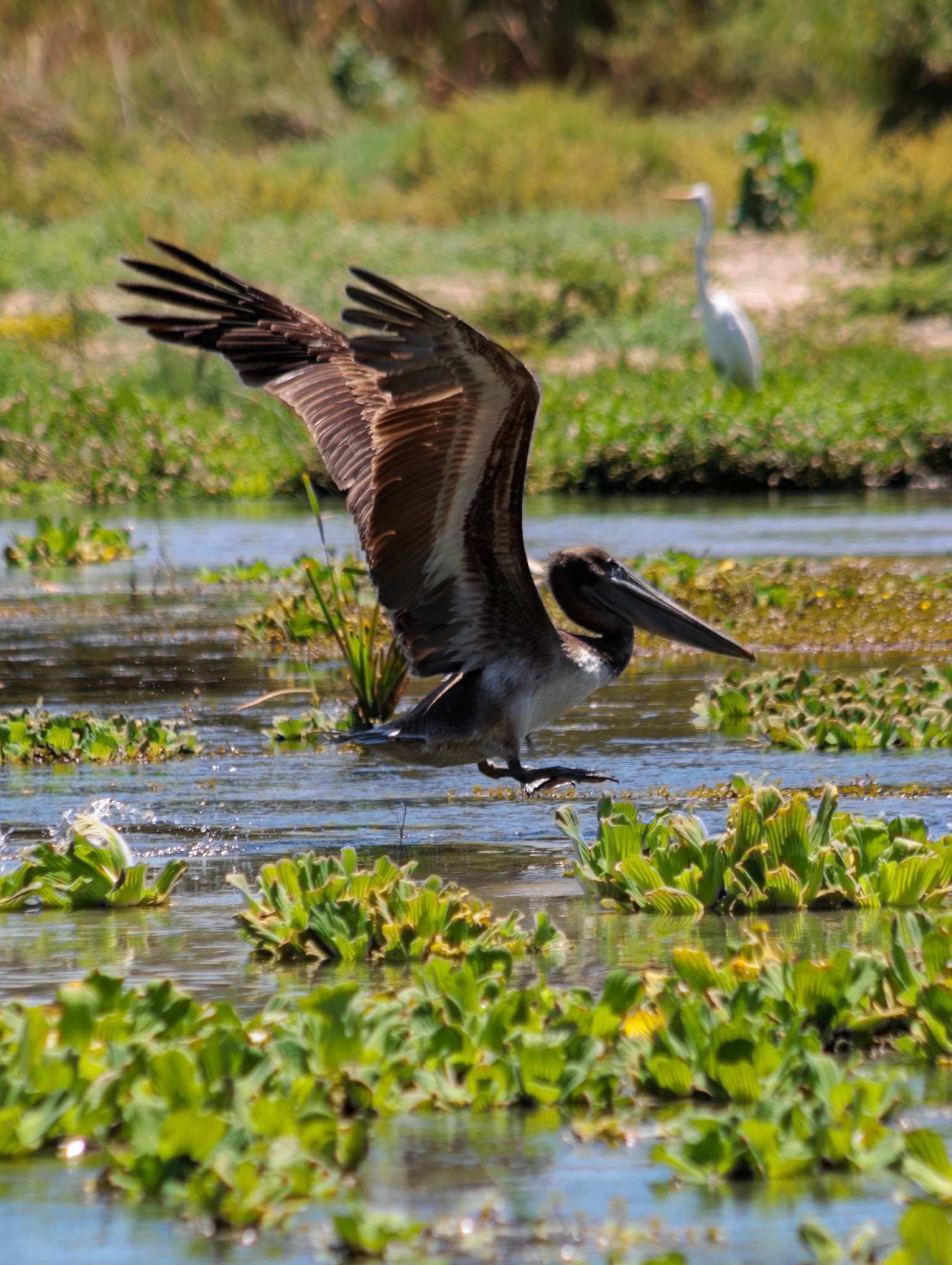 Pelicano en estero san jose del cabo, mayo 2025