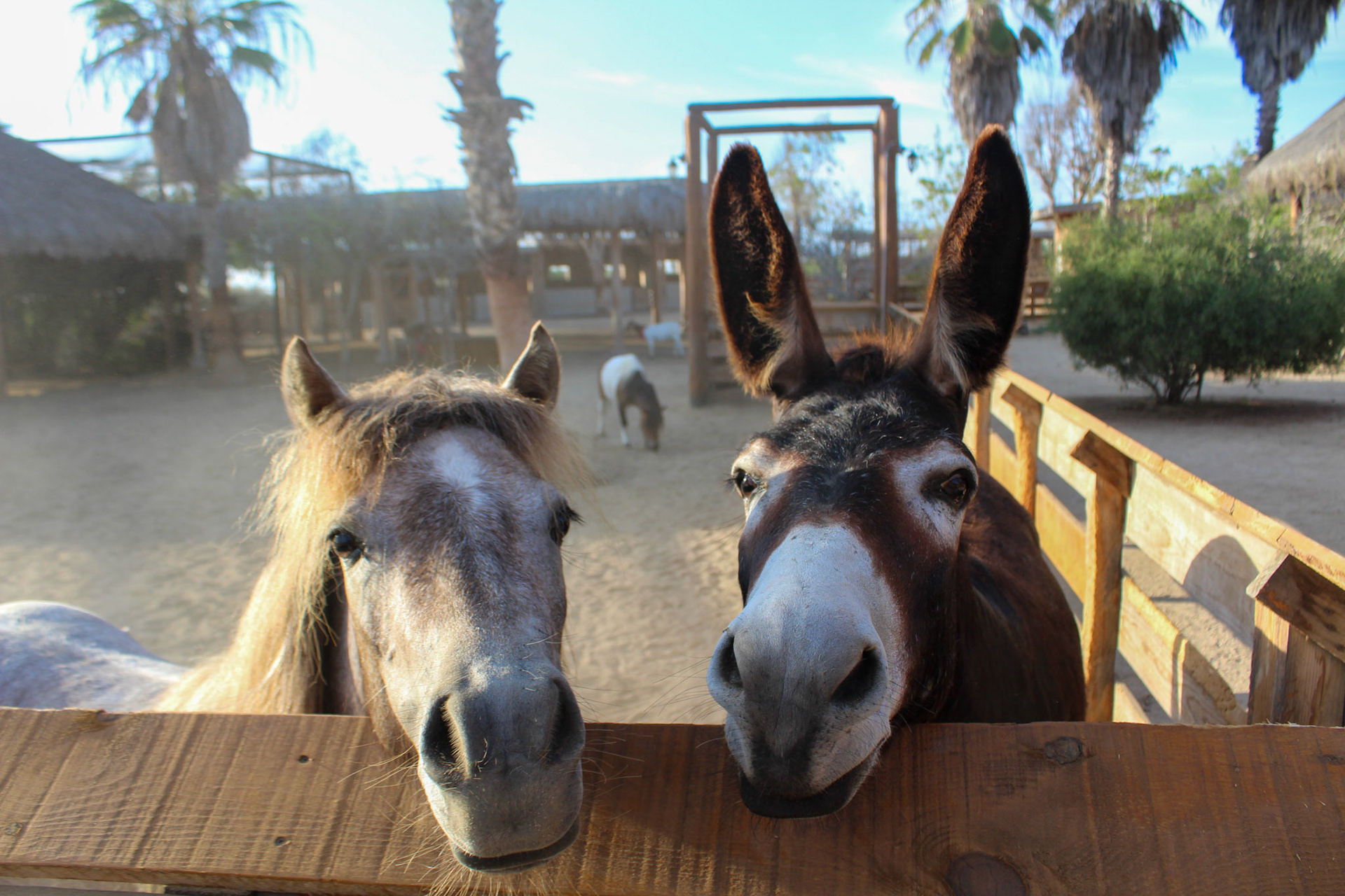 Burritos, Rancho tierra sagrada