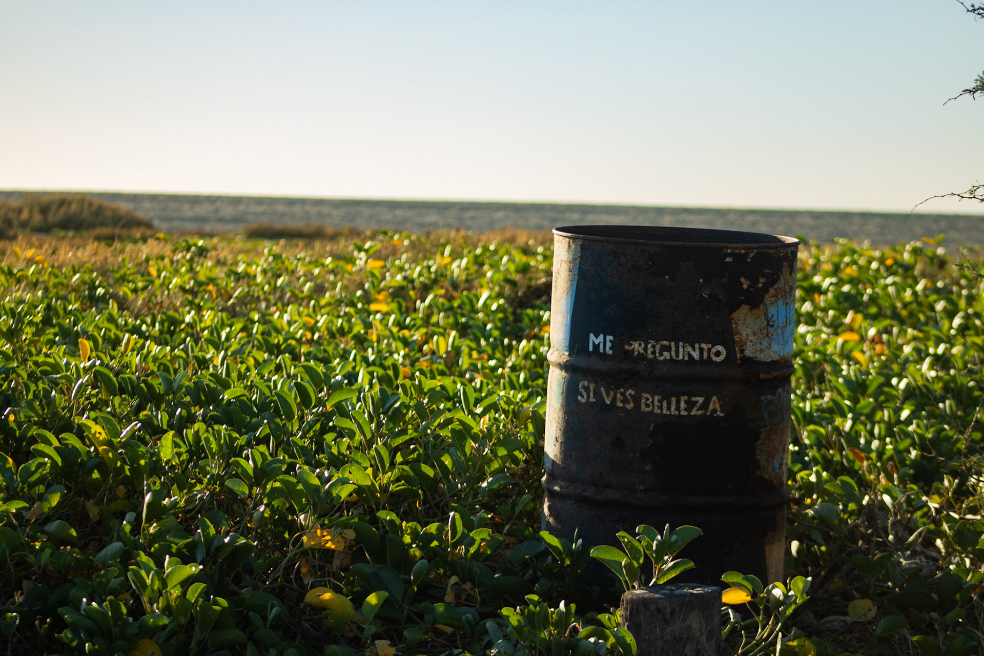 Me pregunto si ves belleza