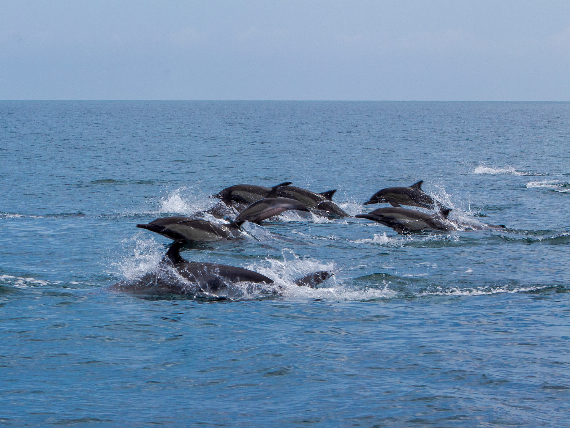 Delfines, bahia de Loreto, BCS