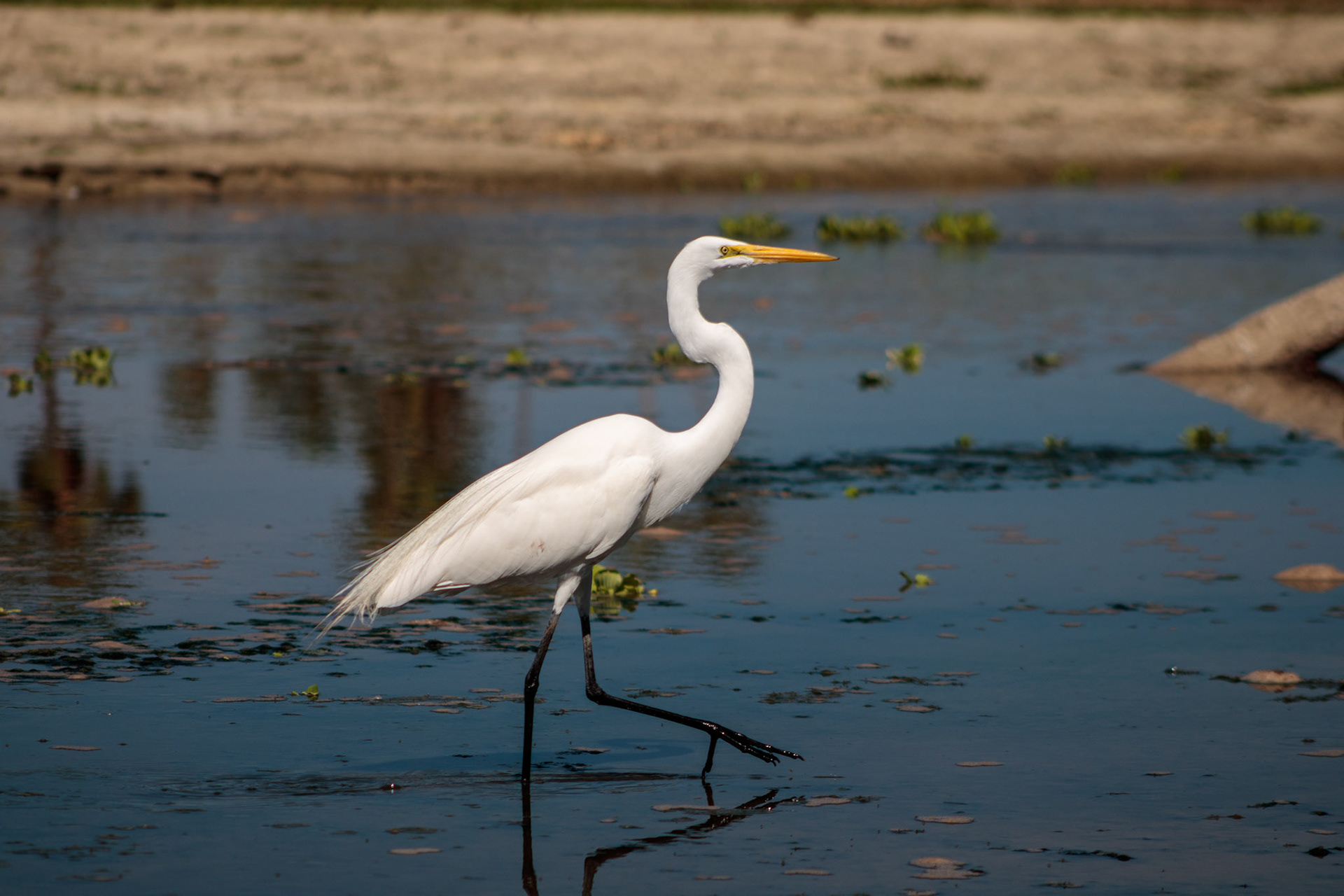 Garza blanca caminando, estero san jose del cabo marzo 2025