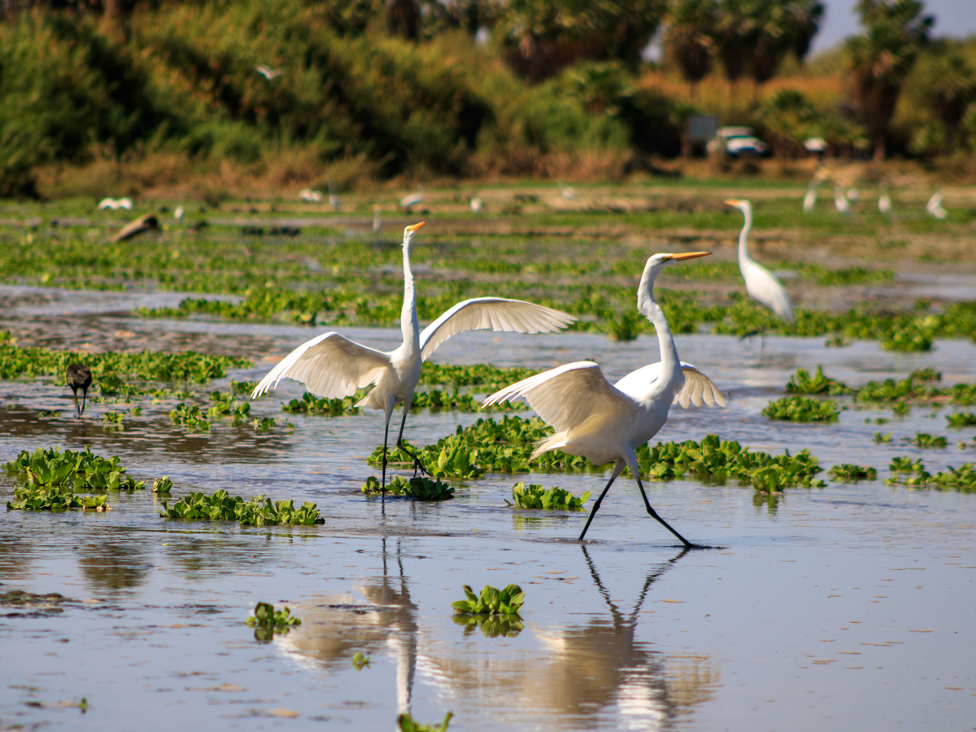 Garzas blancas