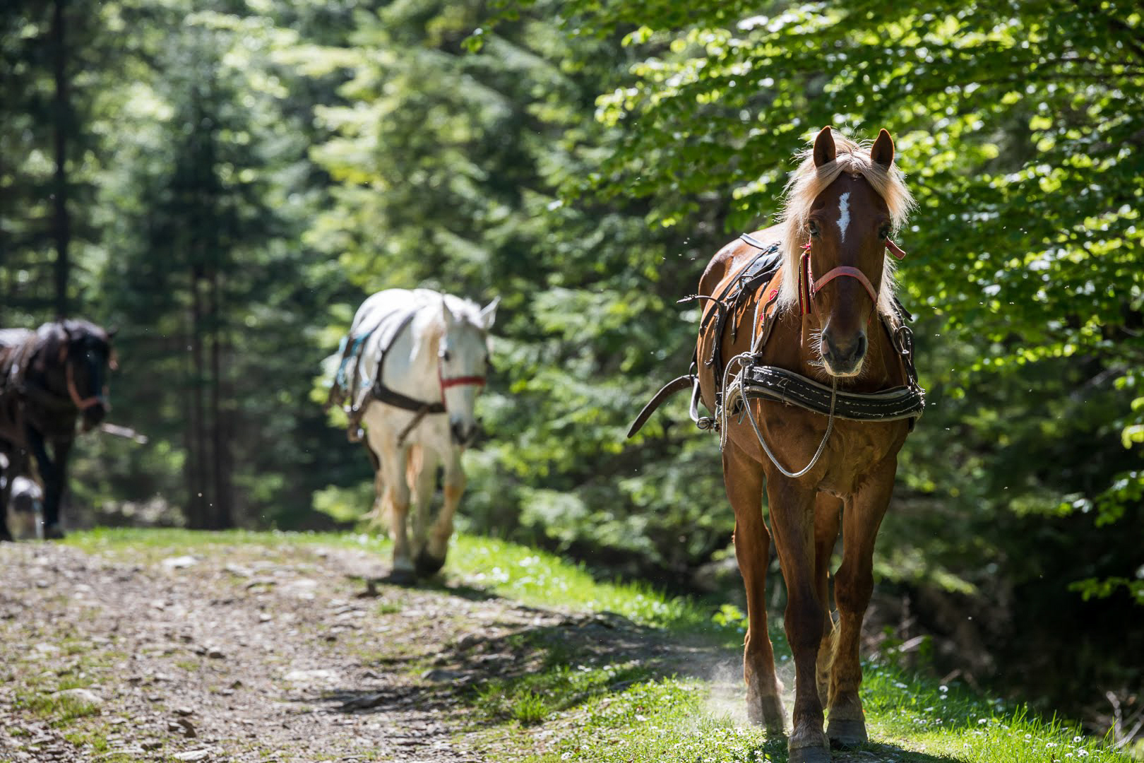 horses descending from mountain