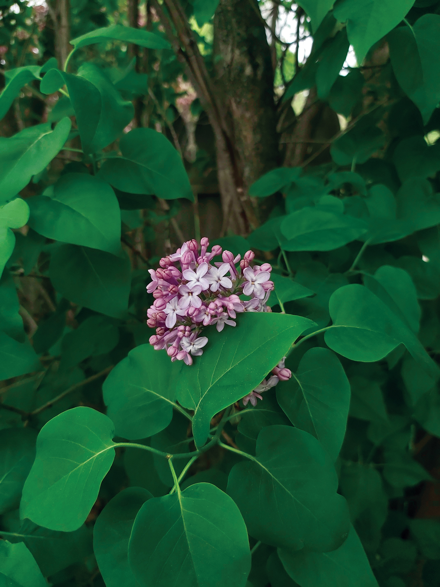 An image of a lilac tree