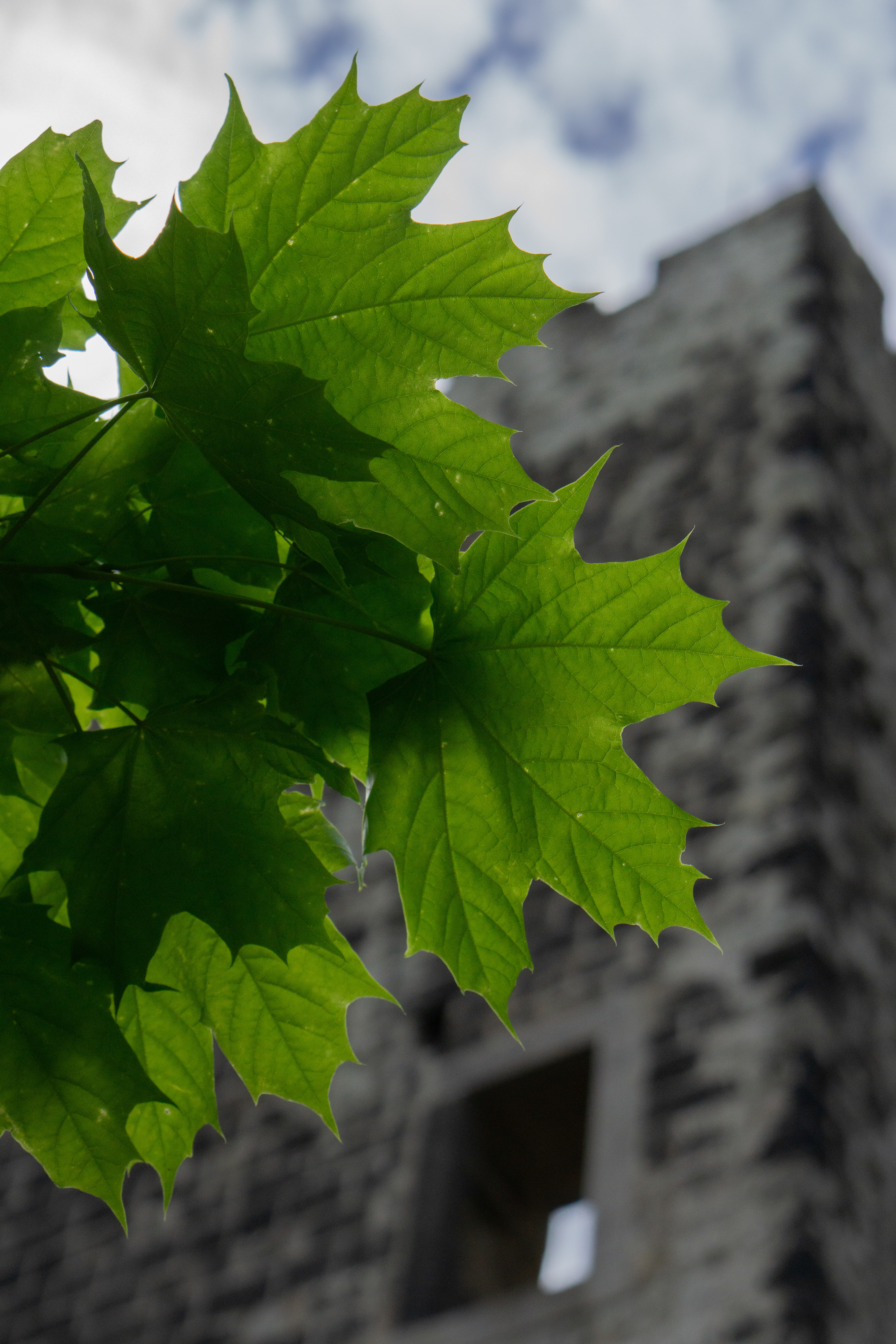 ƒ/5.6 • 1/4000s • 50mm • ISO 1250