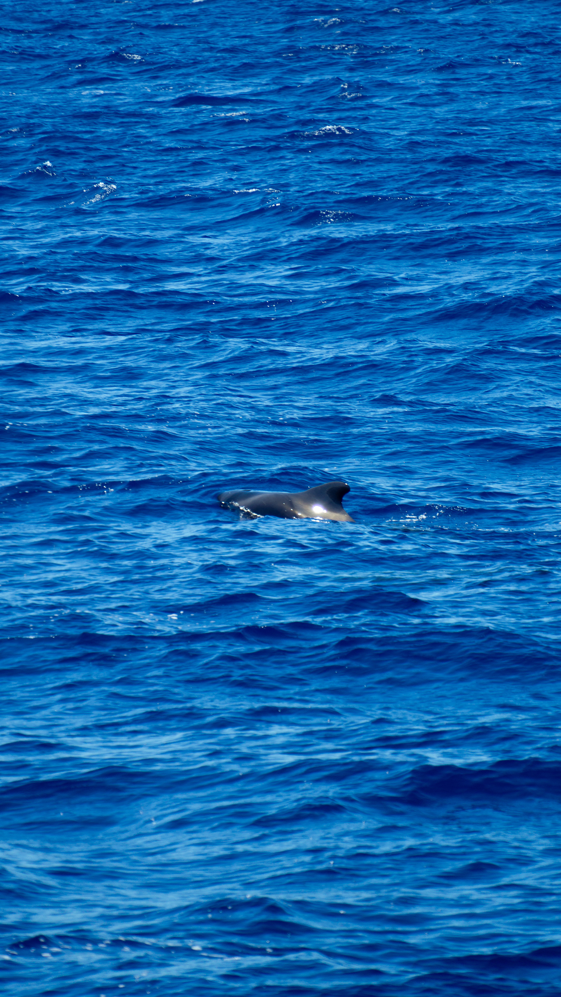 ƒ/6.3 • 1/400s • 232mm • ISO 125