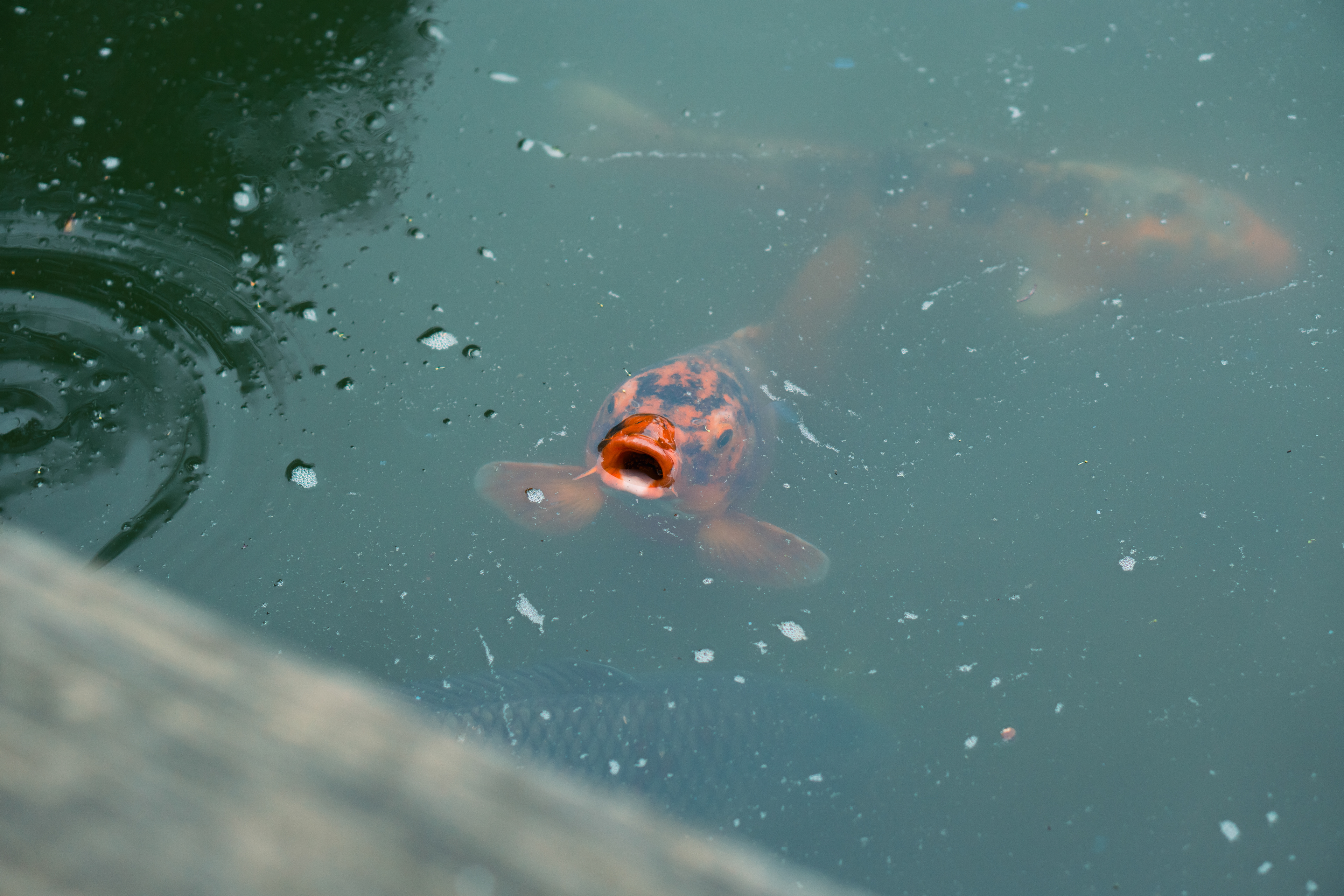 ƒ/2.5 • 1/1000s • 50mm • ISO 320