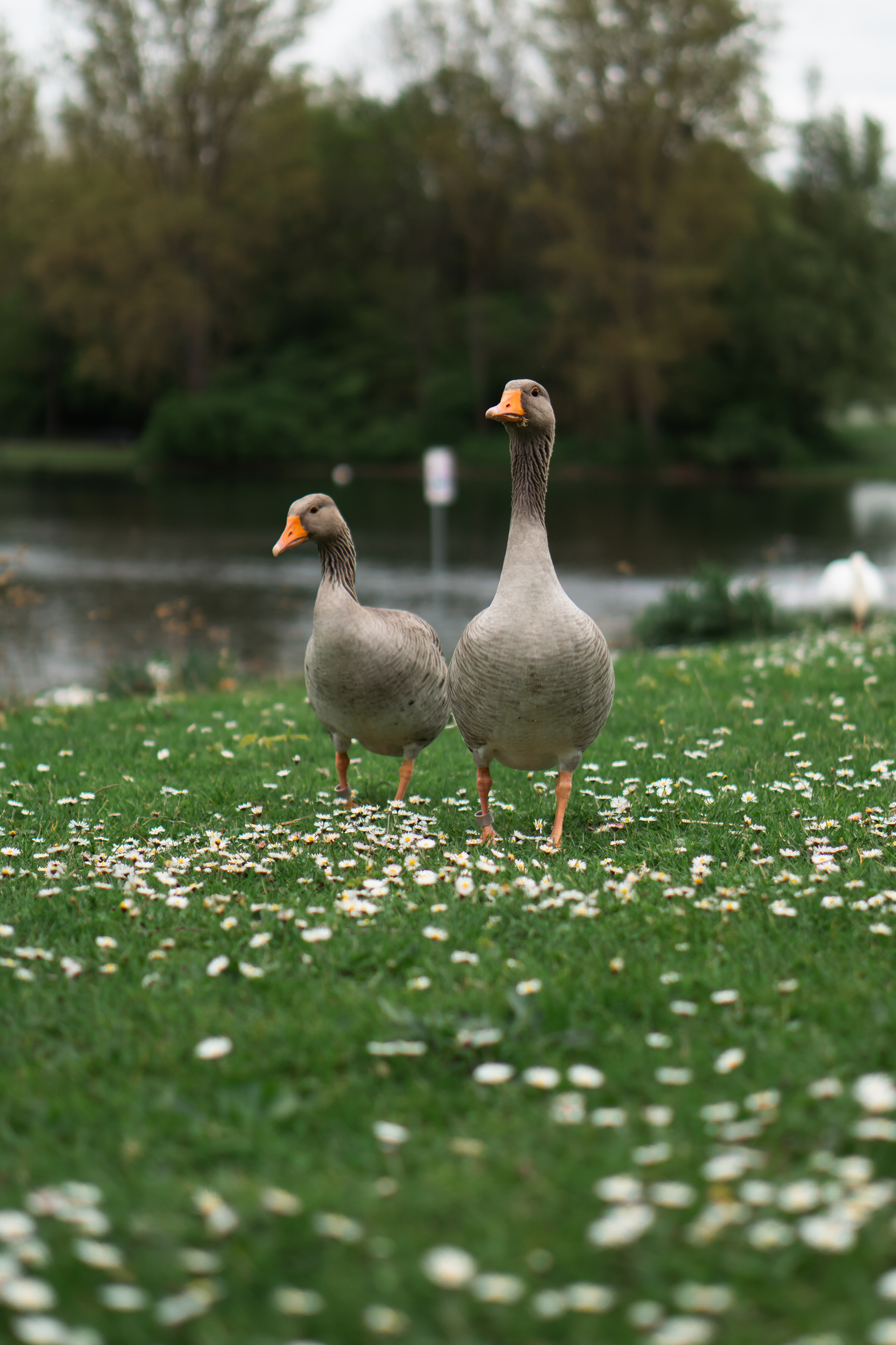 ƒ/1.8 • 1/1000s • 50mm • ISO 125