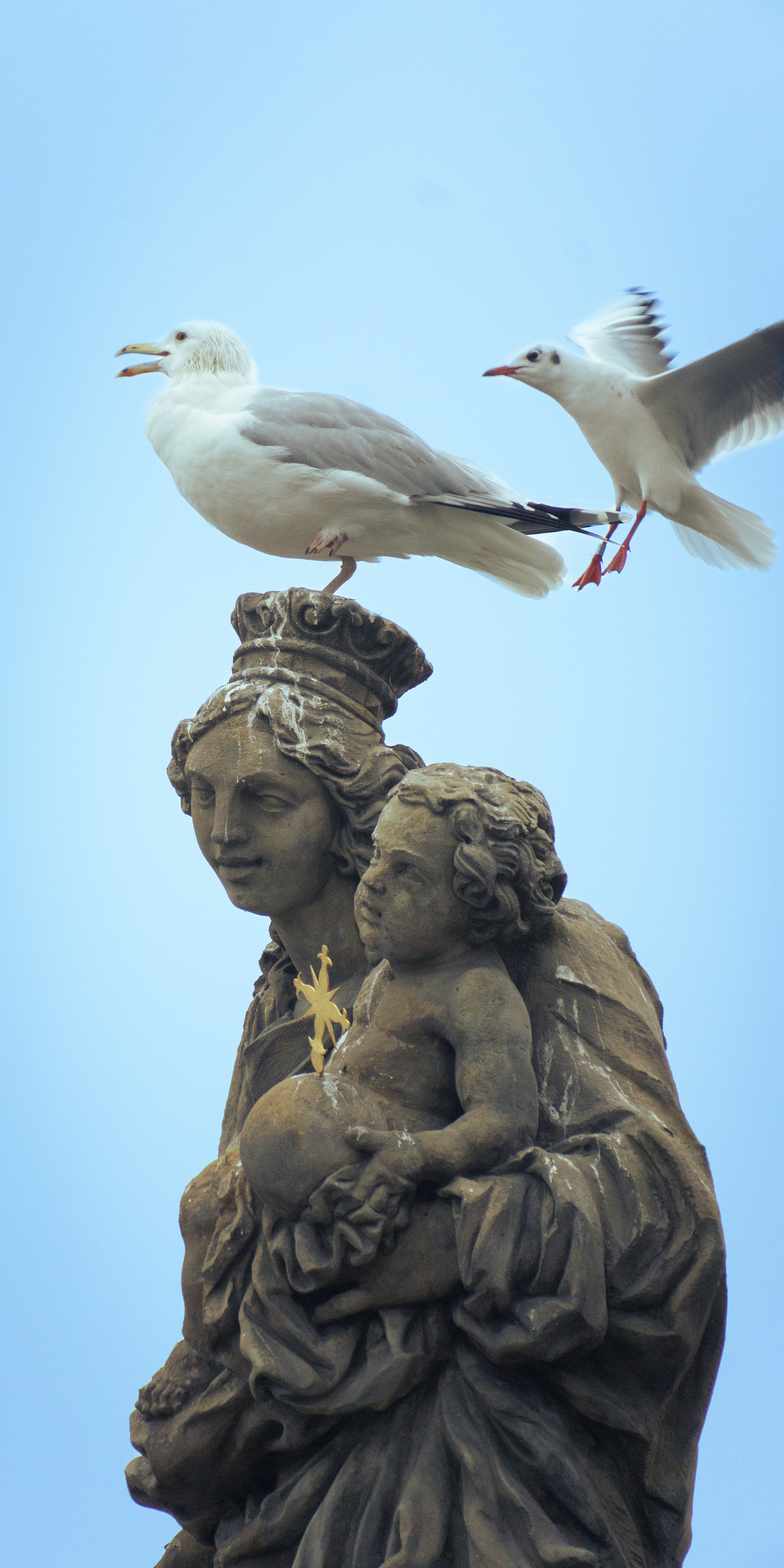 ƒ/6.3 • 1/500s • 286mm • ISO 1600