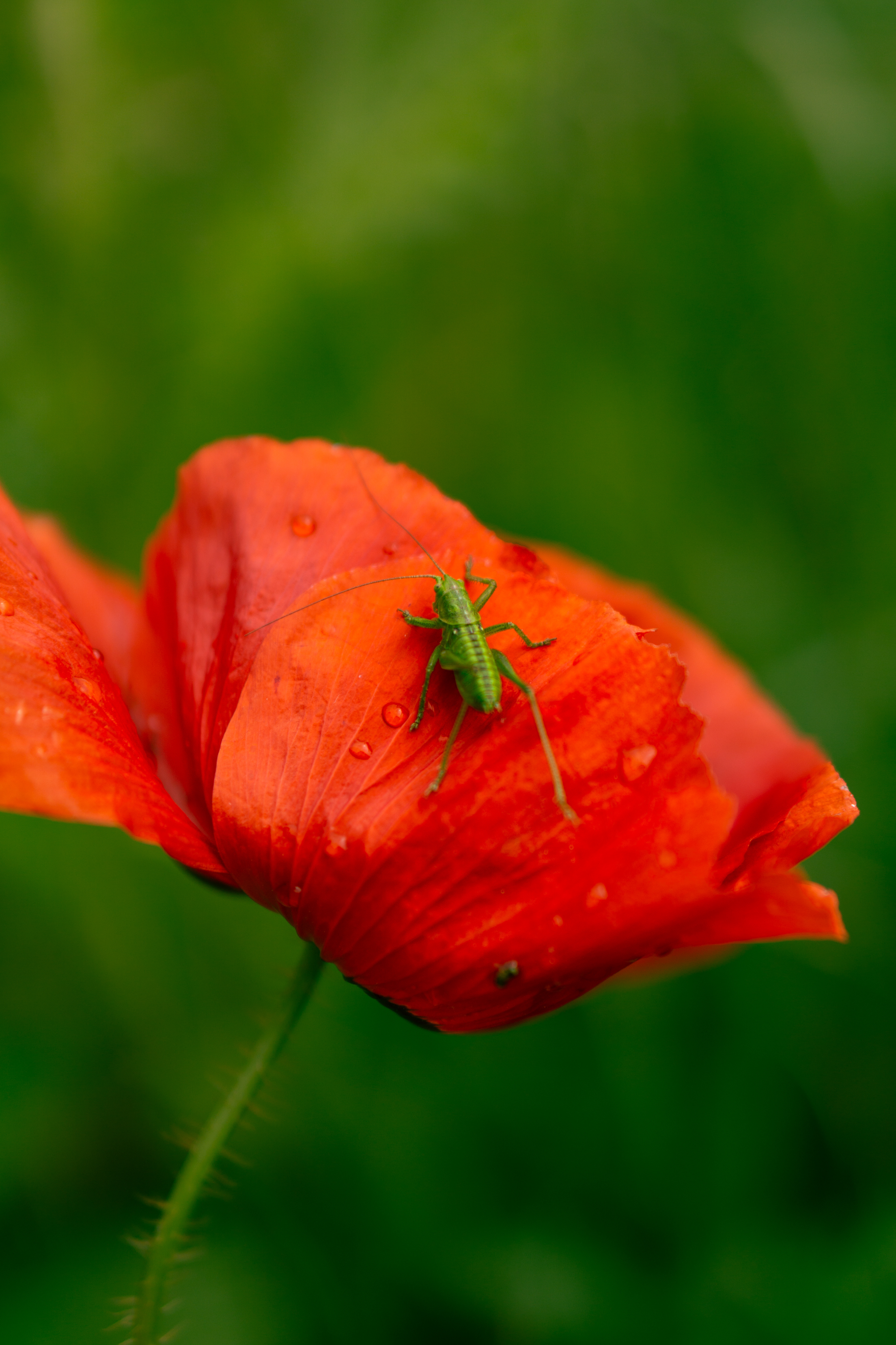ƒ/1.8 • 1/1600s • 50mm • ISO 100