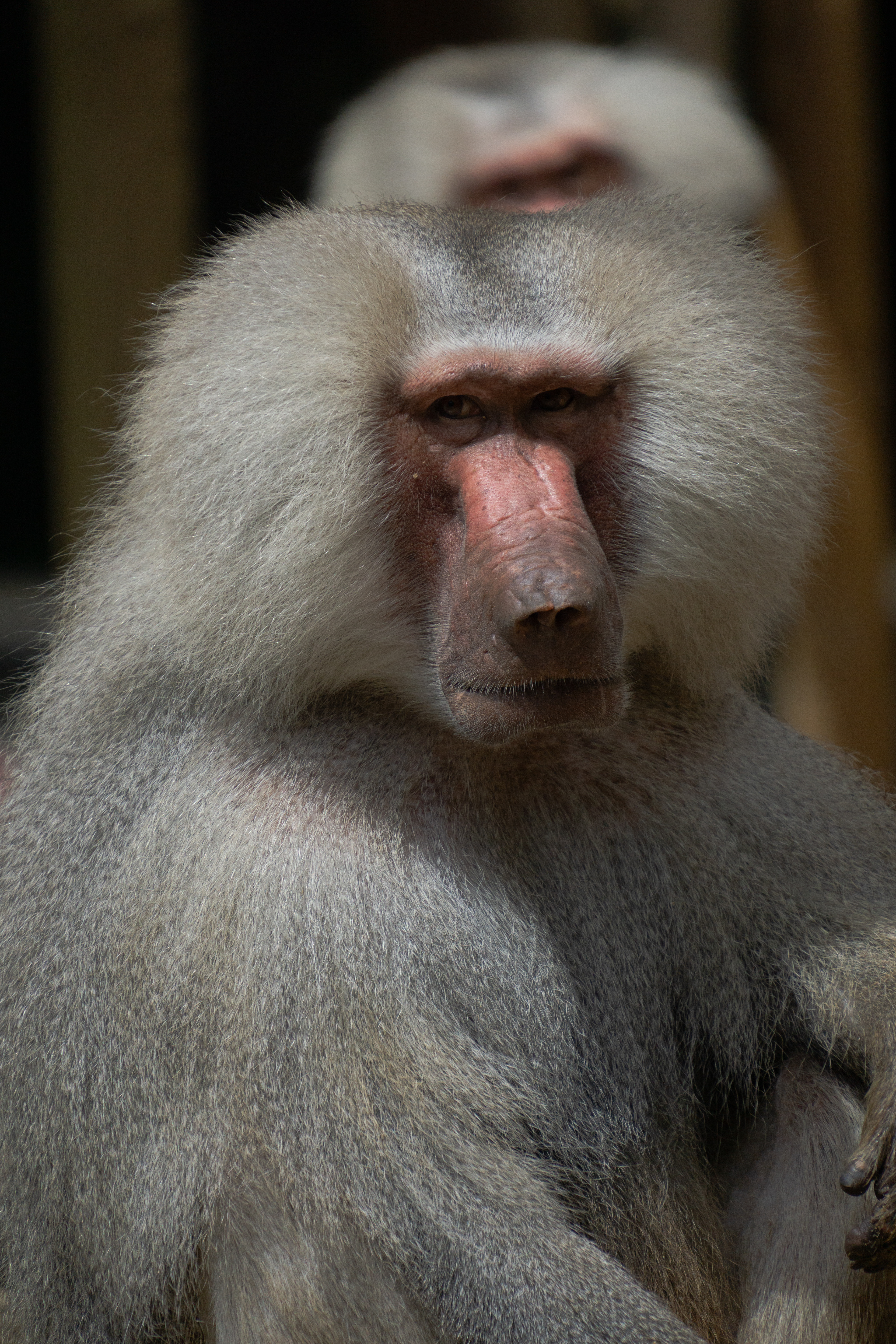 ƒ/7.1 • 1/1250s • 300mm • ISO 800