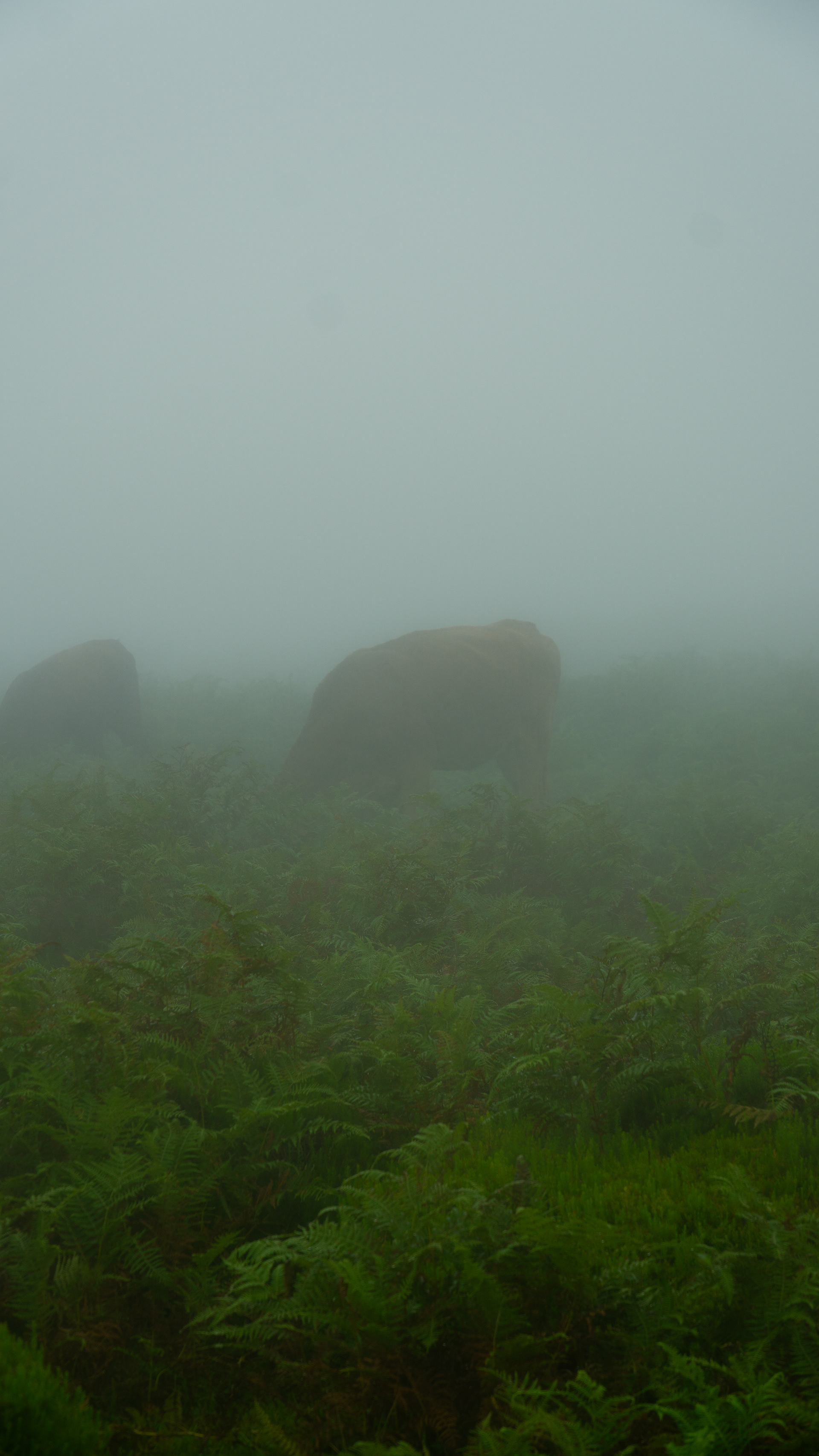 ƒ/6.3 • 1/320s • 66mm • ISO 100