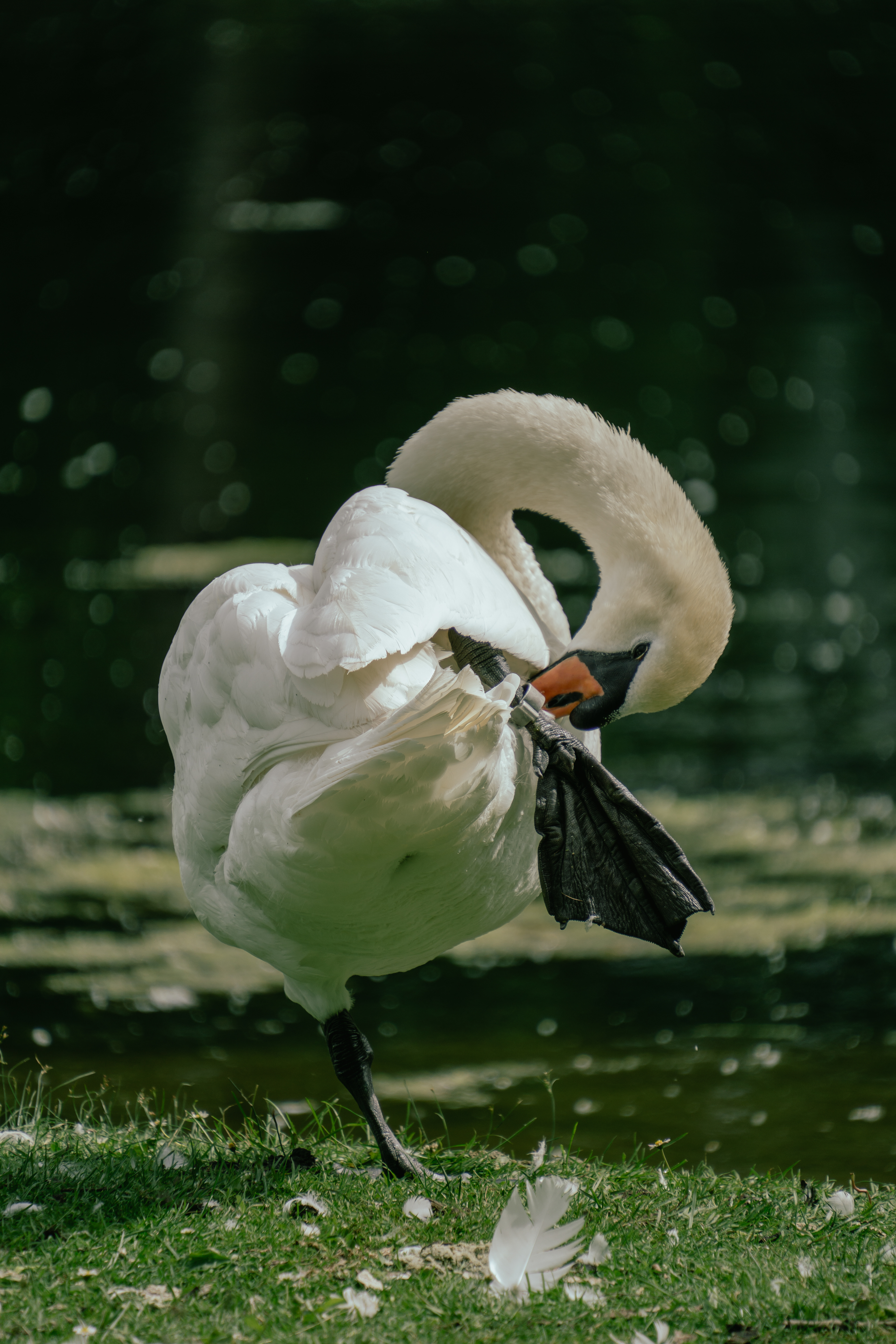 ƒ/6.3 • 1/320s • 264mm • ISO 100