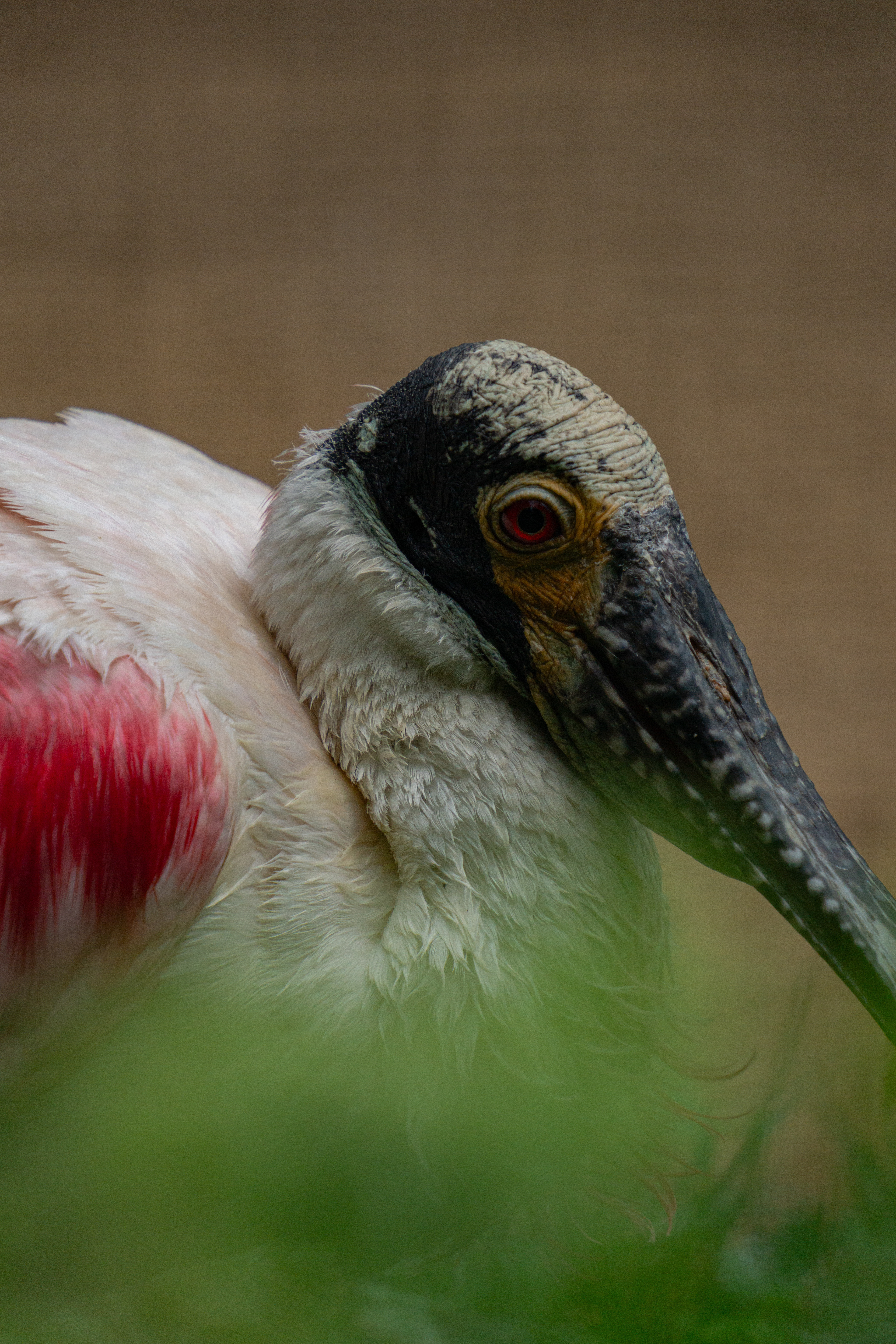 ƒ/7.1 • 1/1250s • 236mm • ISO 800