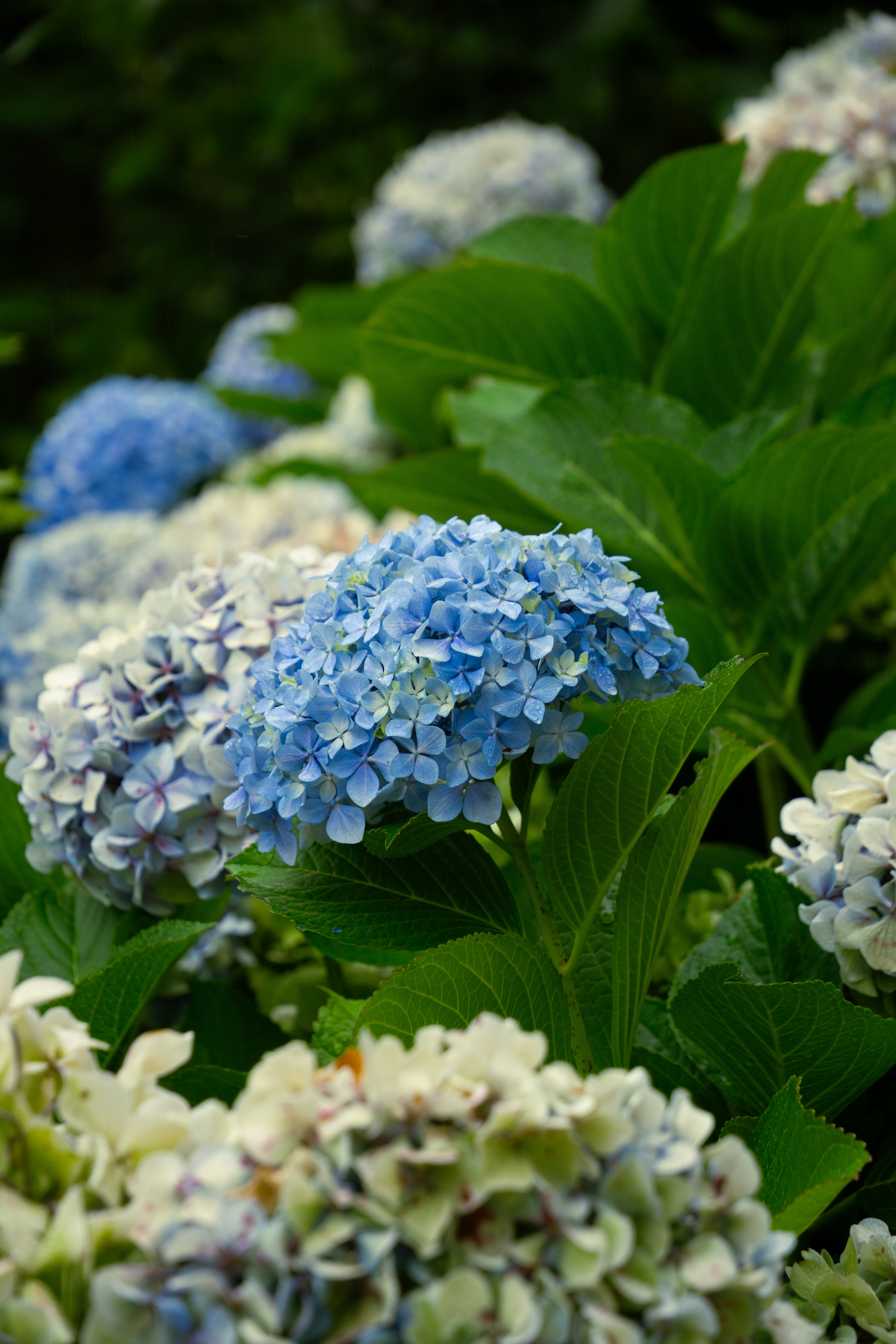 ƒ/5 • 1/125s • 76mm • ISO 160