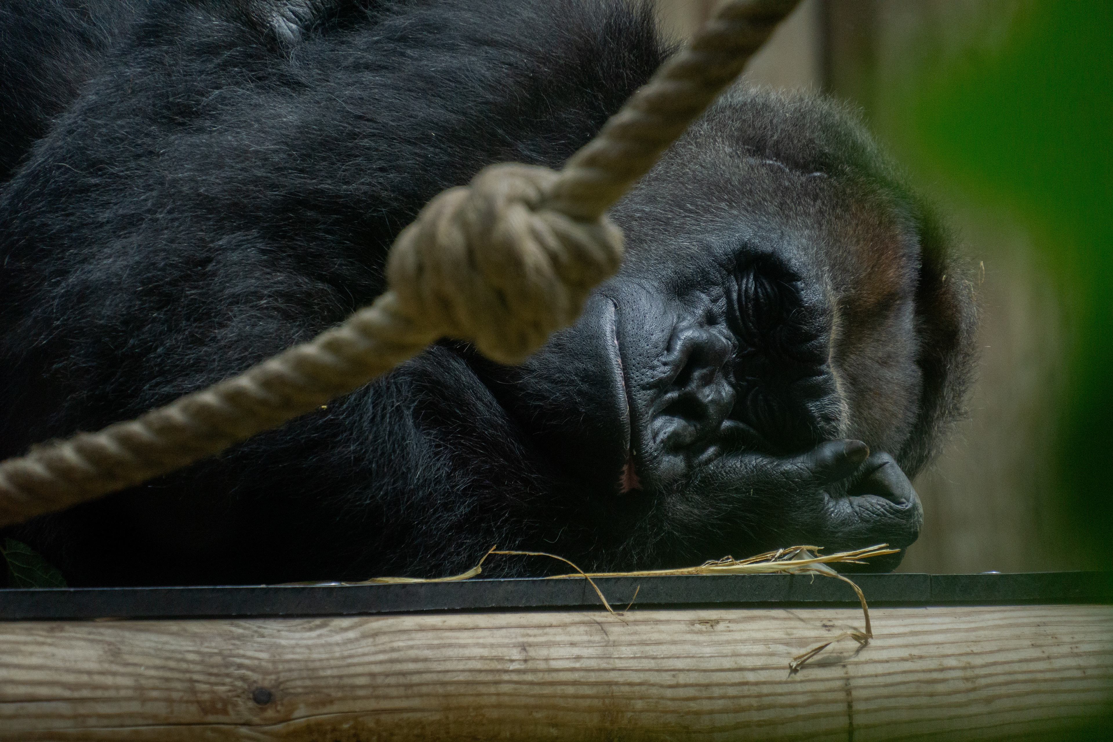 ƒ/6.3 • 1/1000s • 300mm • ISO 3200