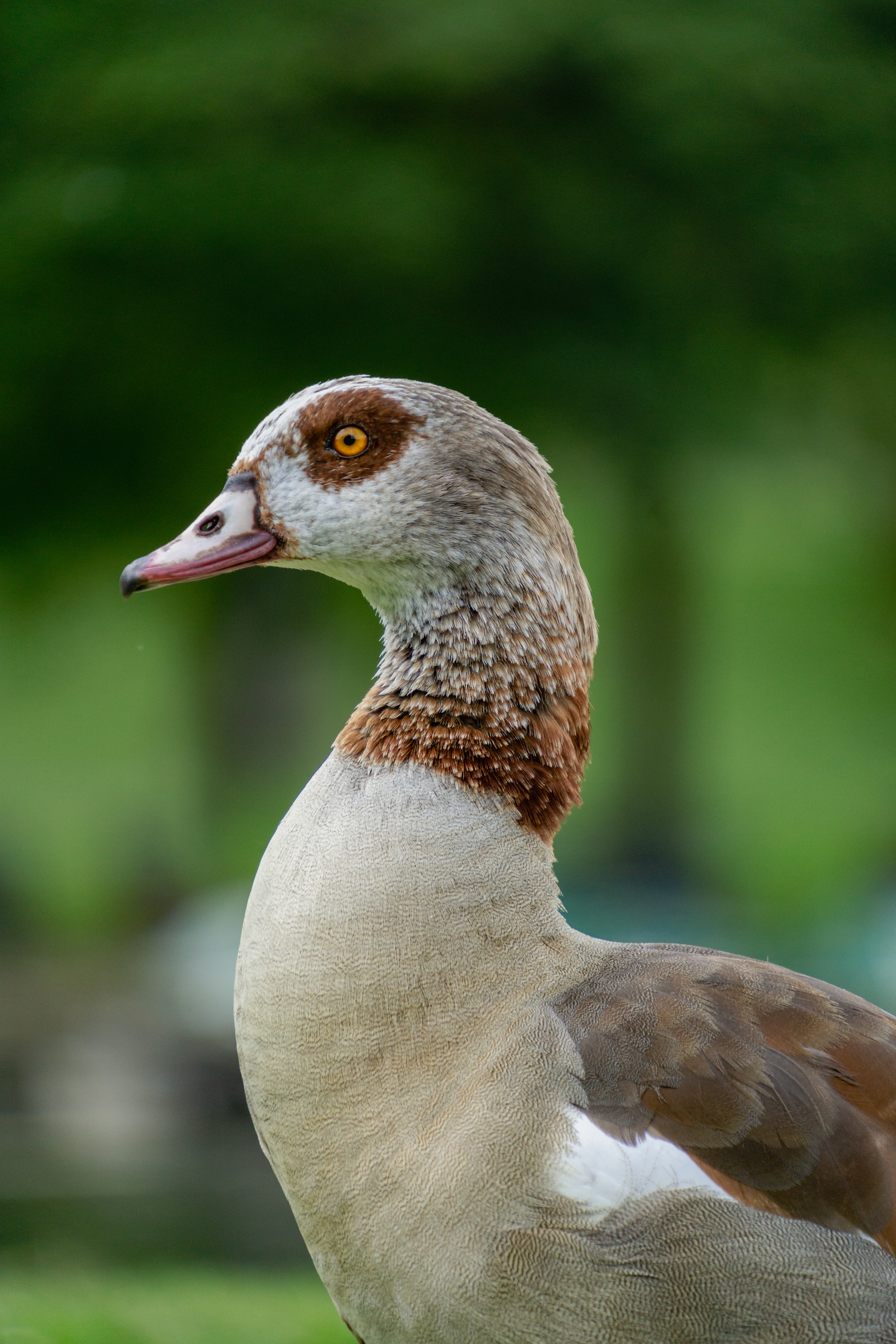 ƒ/6.3 • 1/500s • 300mm • ISO 640